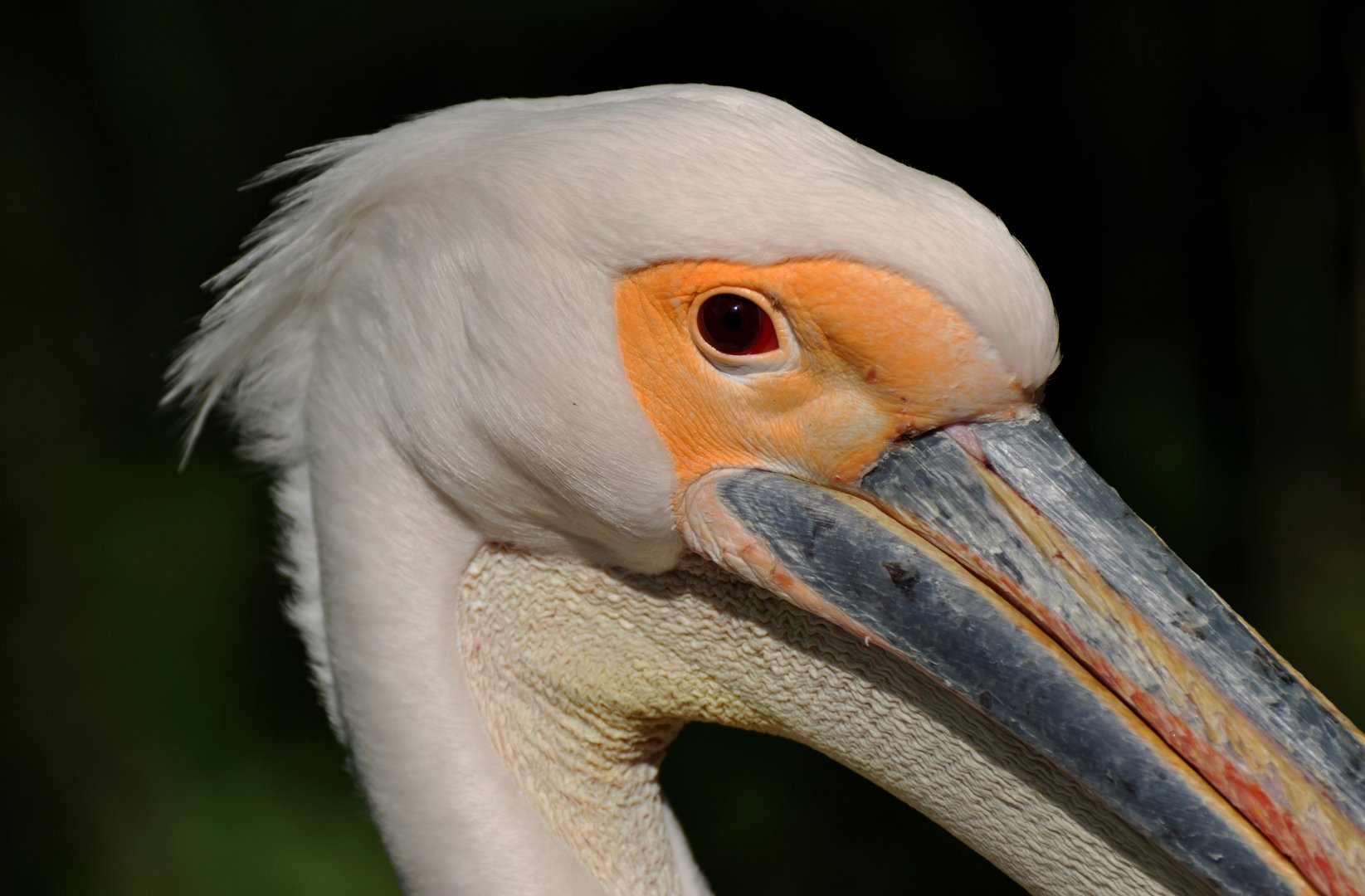 Great white pelican (Pelecanus onocrotalus)