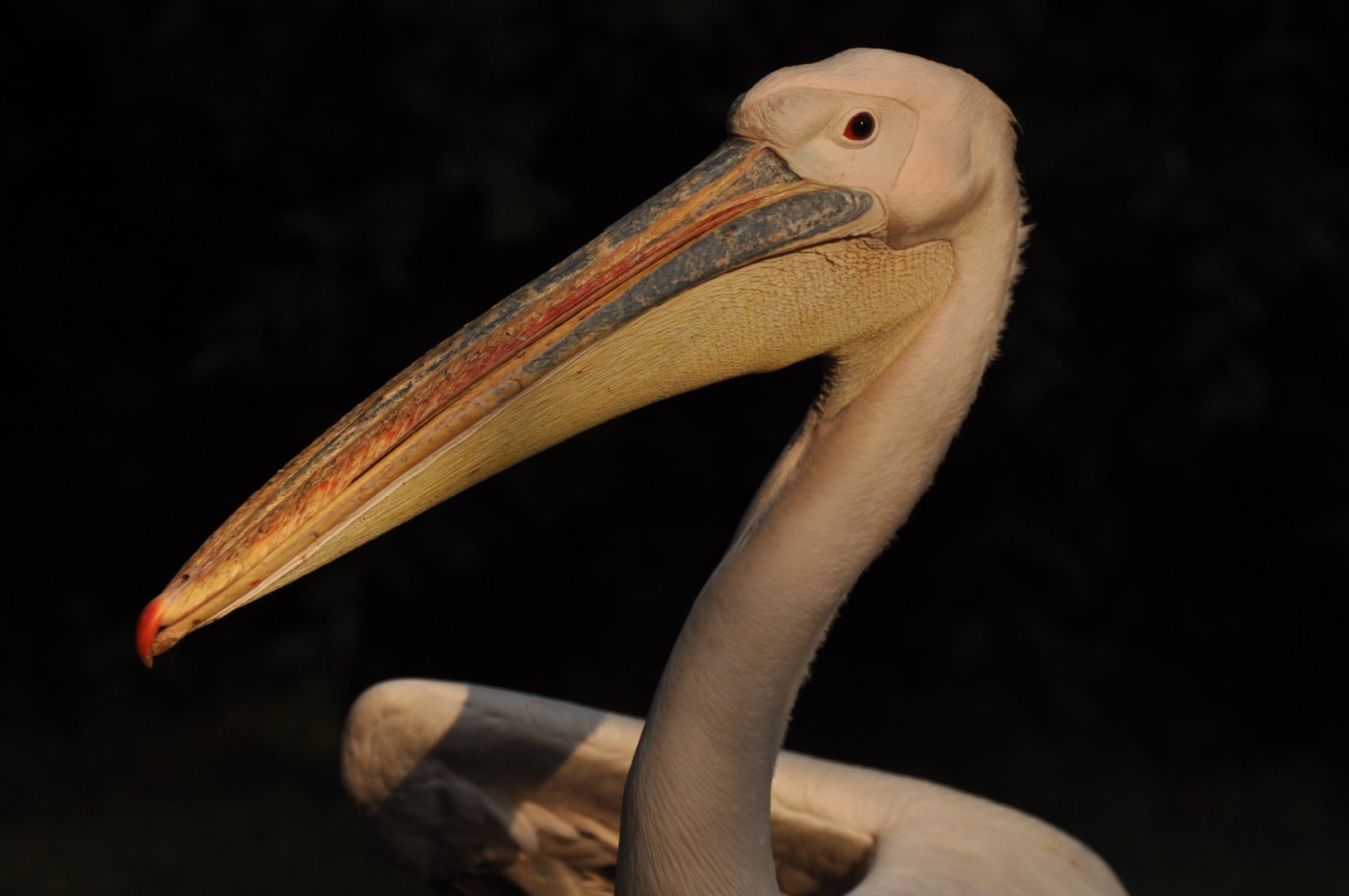 Great white pelican (Pelecanus onocrotalus)