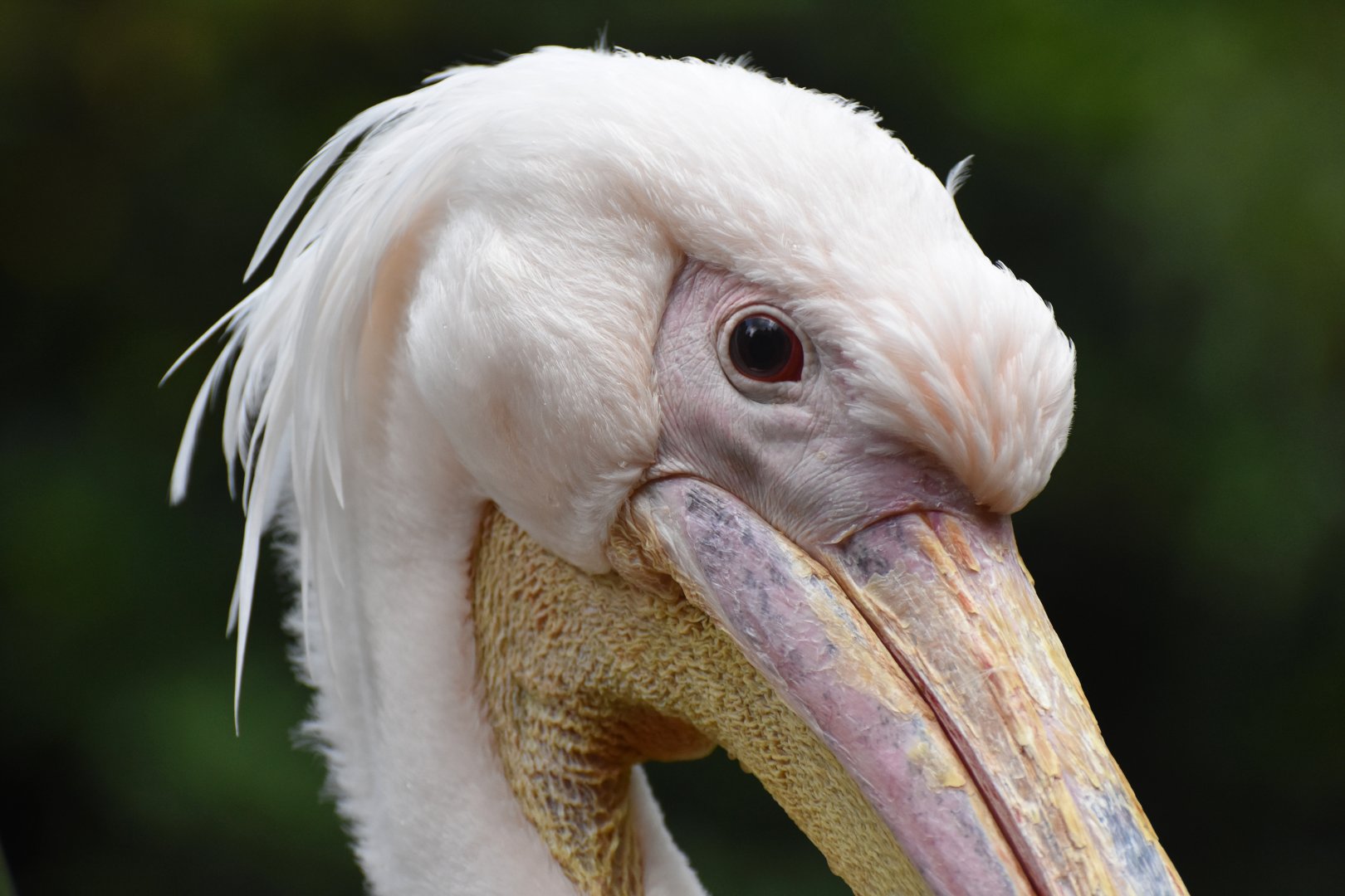 Great White Pelican Pelecanus onocrotalus