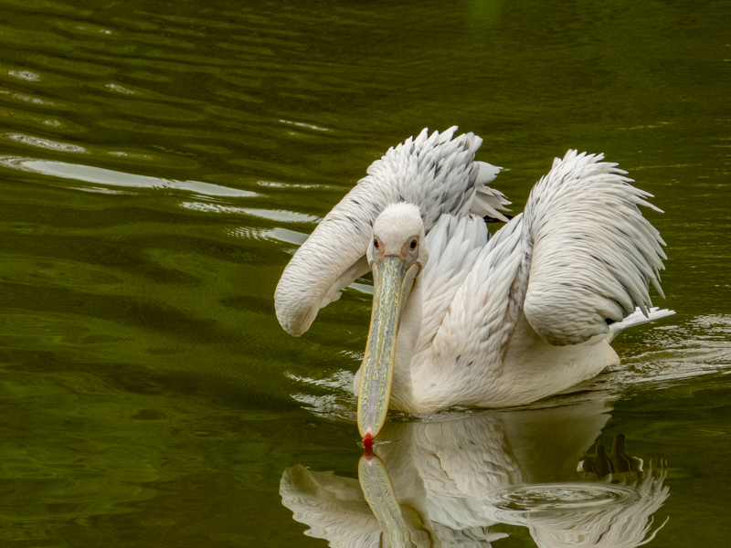 Great white pelican (Pelecanus onocrotalus)