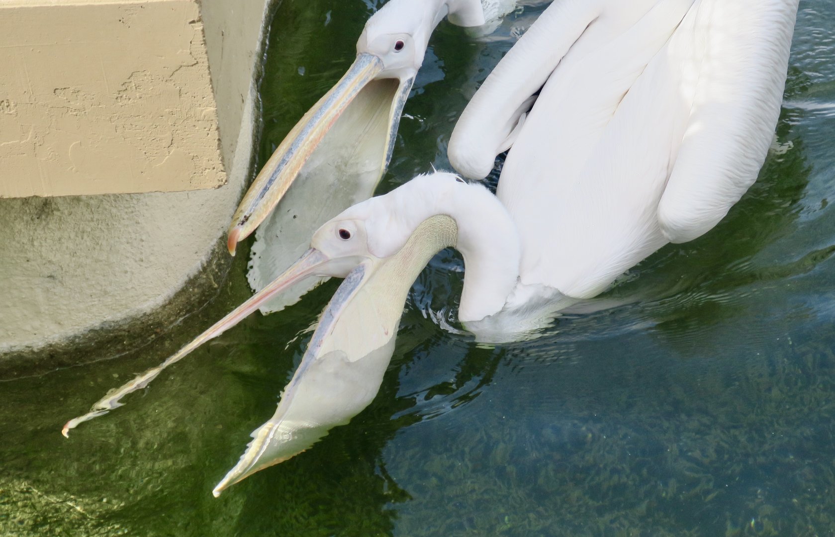 Great White Pelican (Pelecanus onocrotalus)
