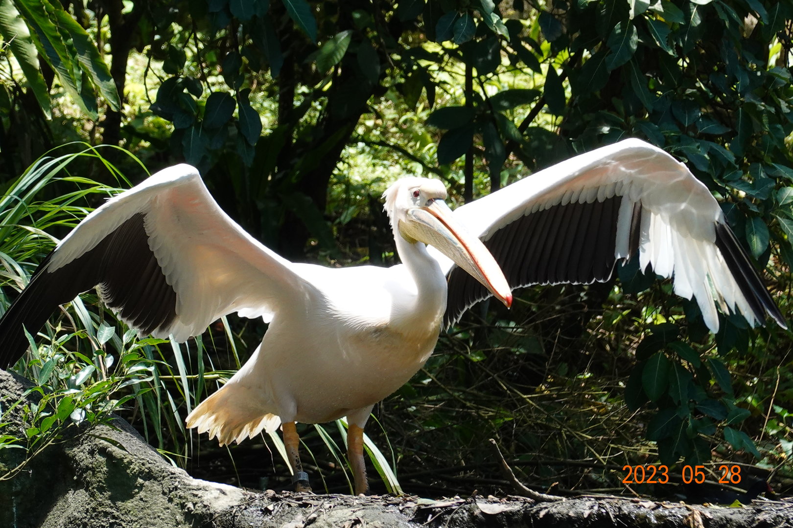 Great White Pelican (Pelecanus onocrotalus)