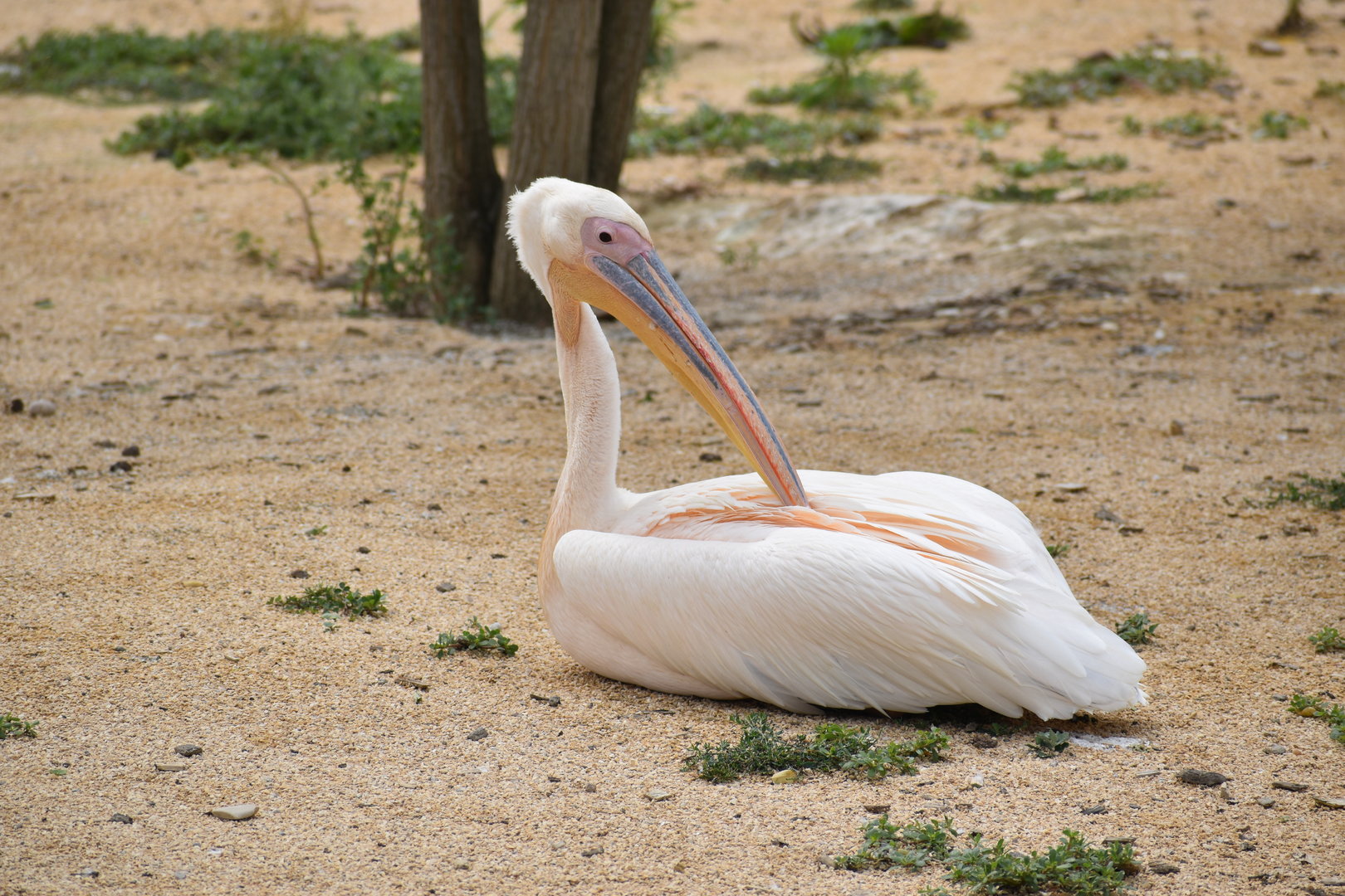 Great White Pelican - Pelecanus onocrotalus