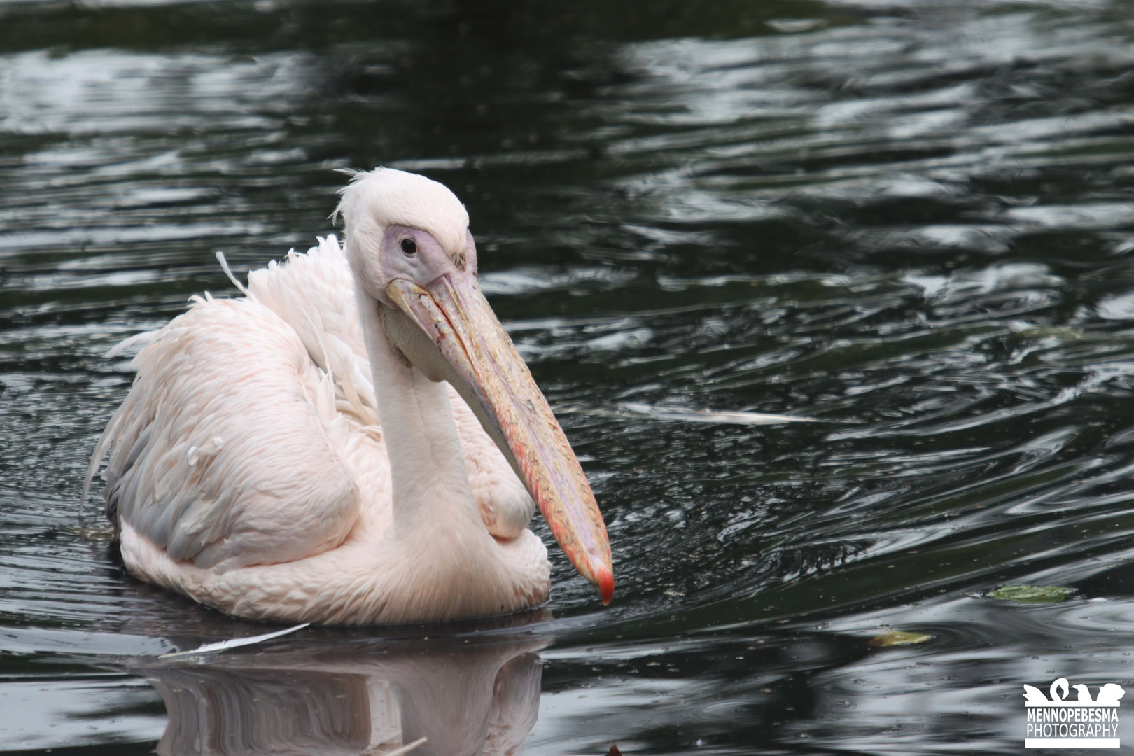 Great white pelican (Pelecanus onocrotalus)