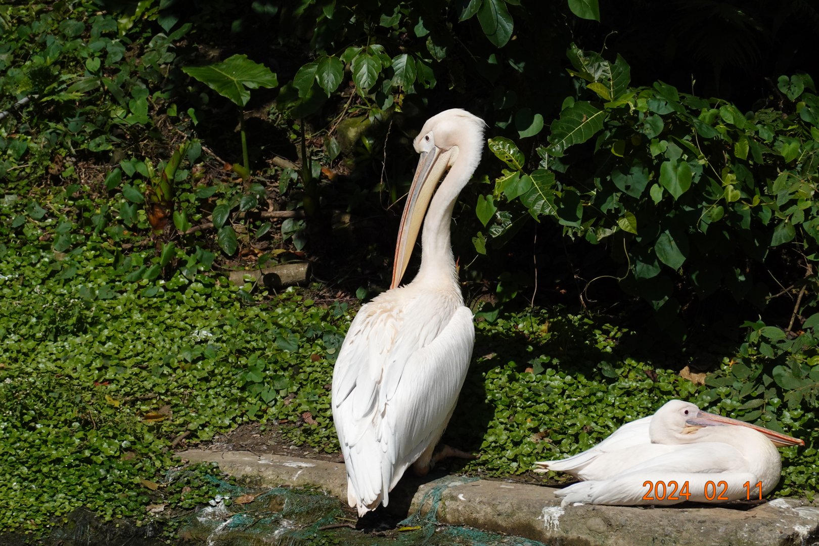 Great White Pelican (Pelecanus onocrotalus)