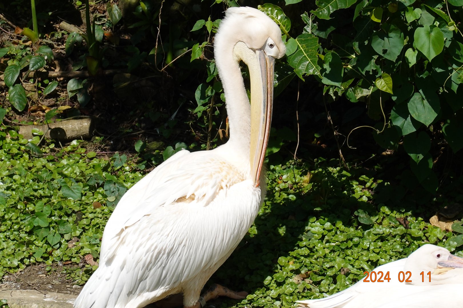 Great White Pelican (Pelecanus onocrotalus)