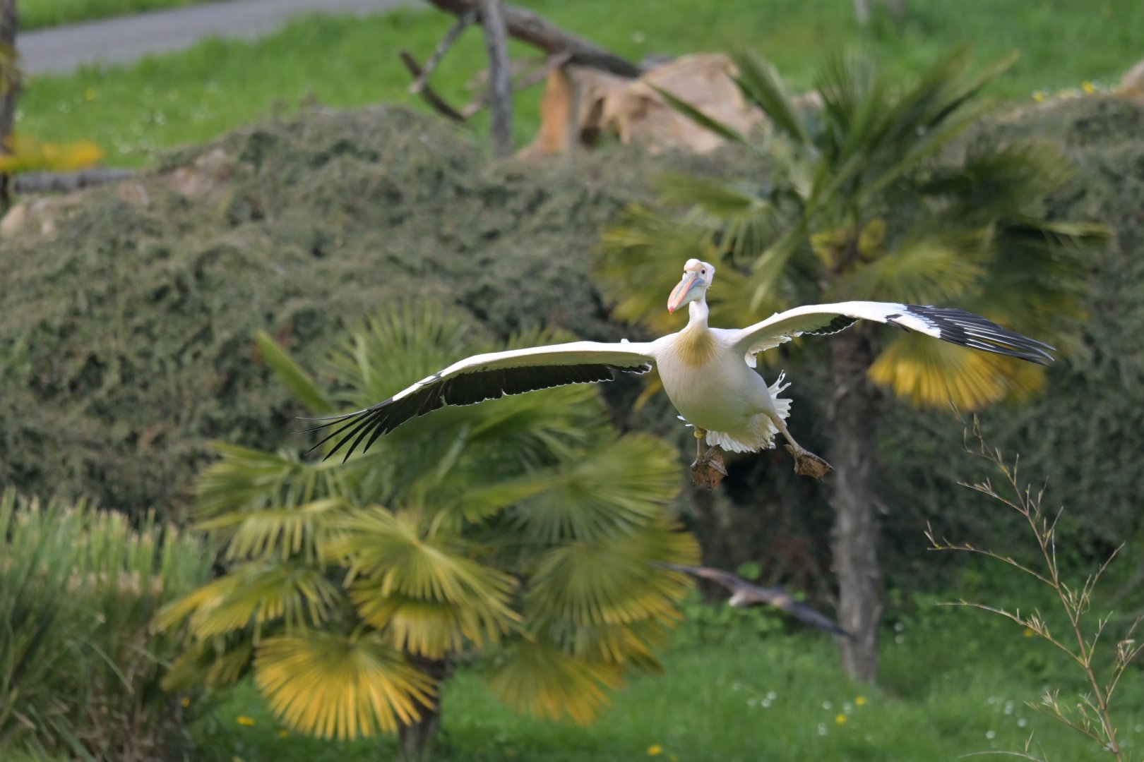 Great White Pelican Pelecanus onocrotalus