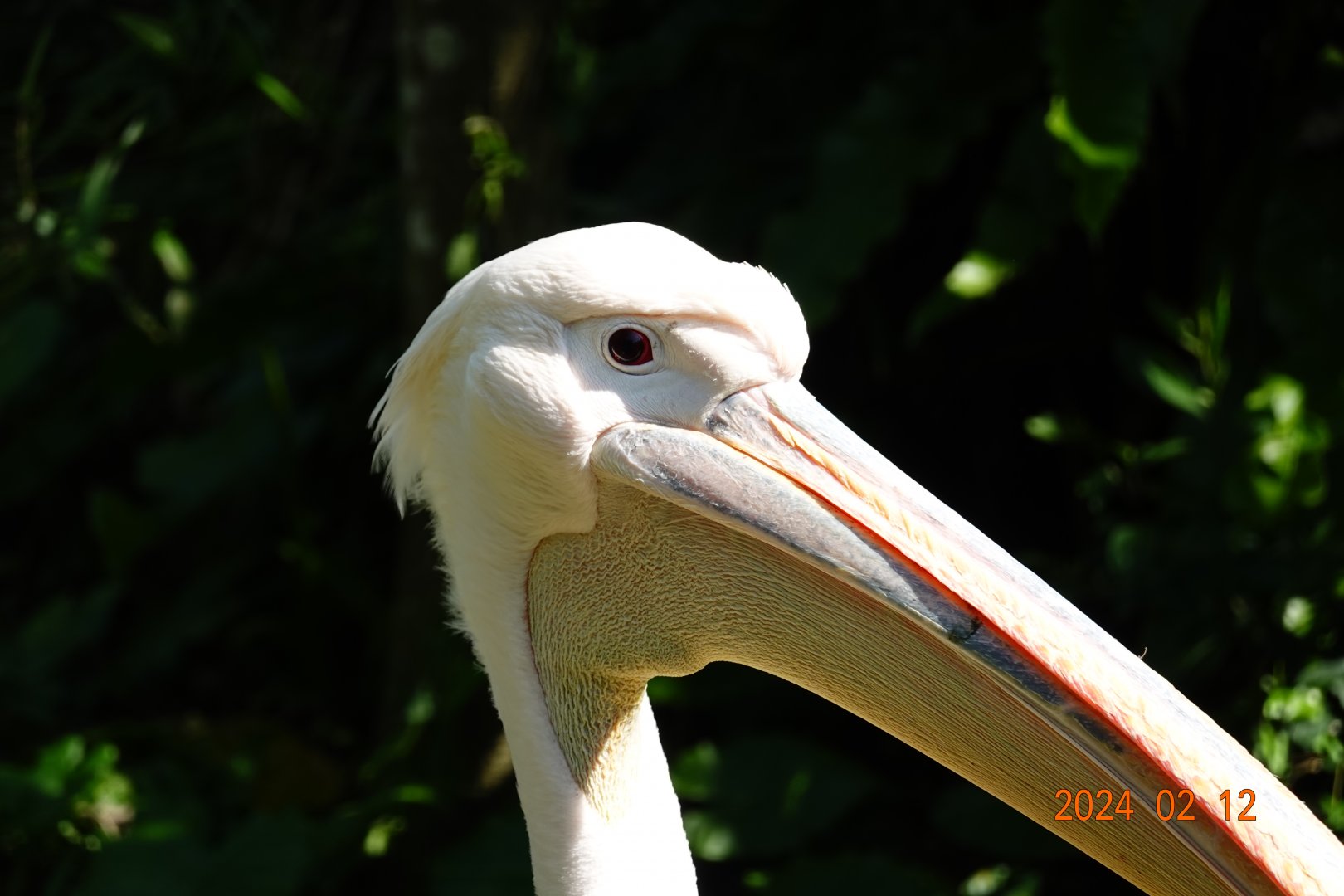 Great White Pelican (Pelecanus onocrotalus)