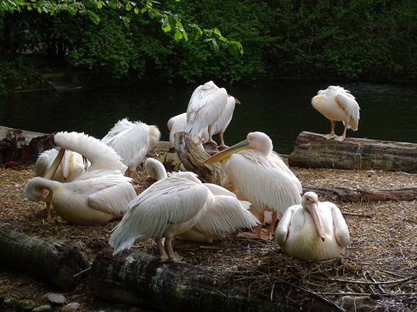 Great white pelican (Pelecanus onocrotalus)