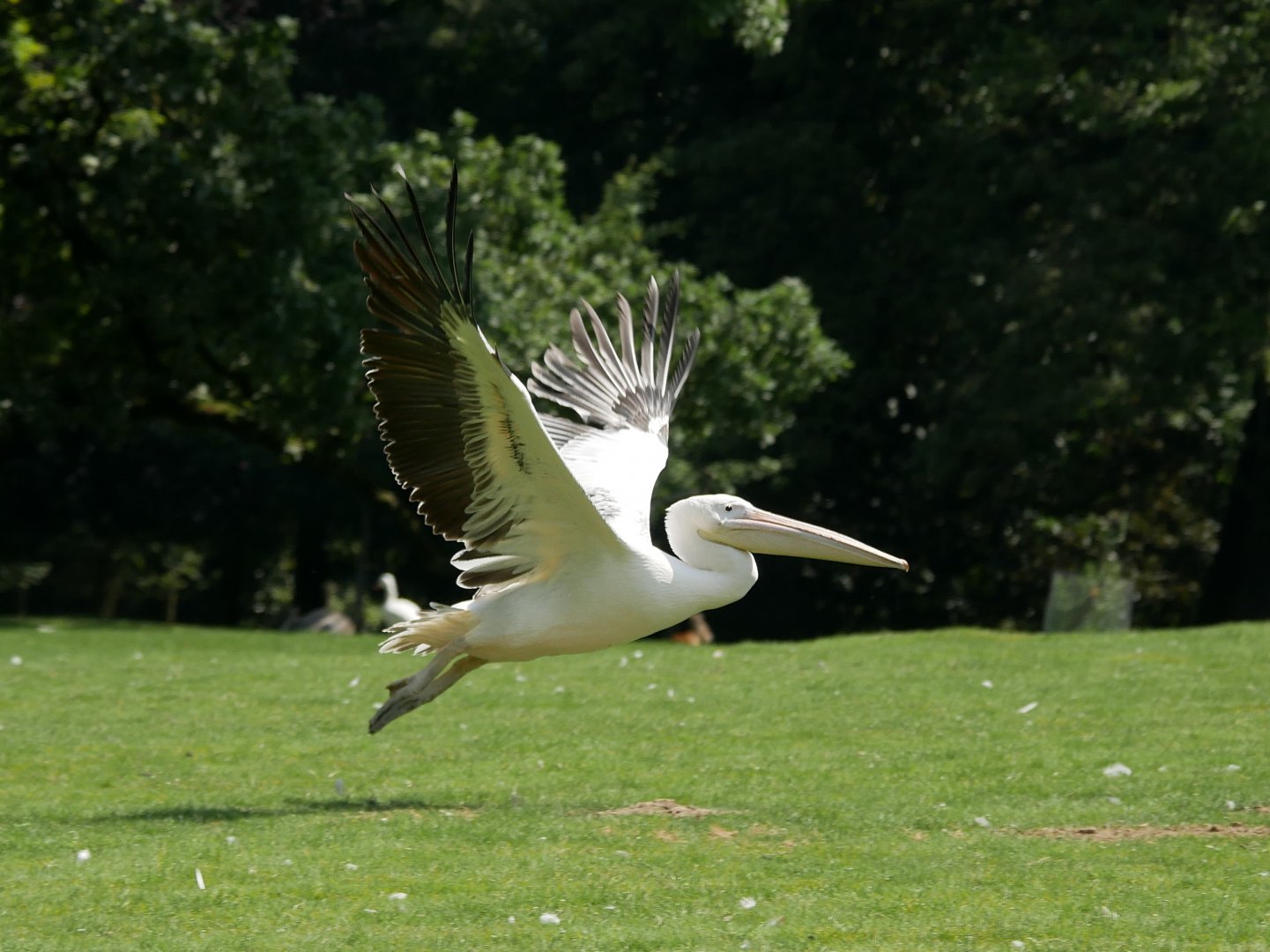 Great white pelican (Pelecanus onocrotalus)