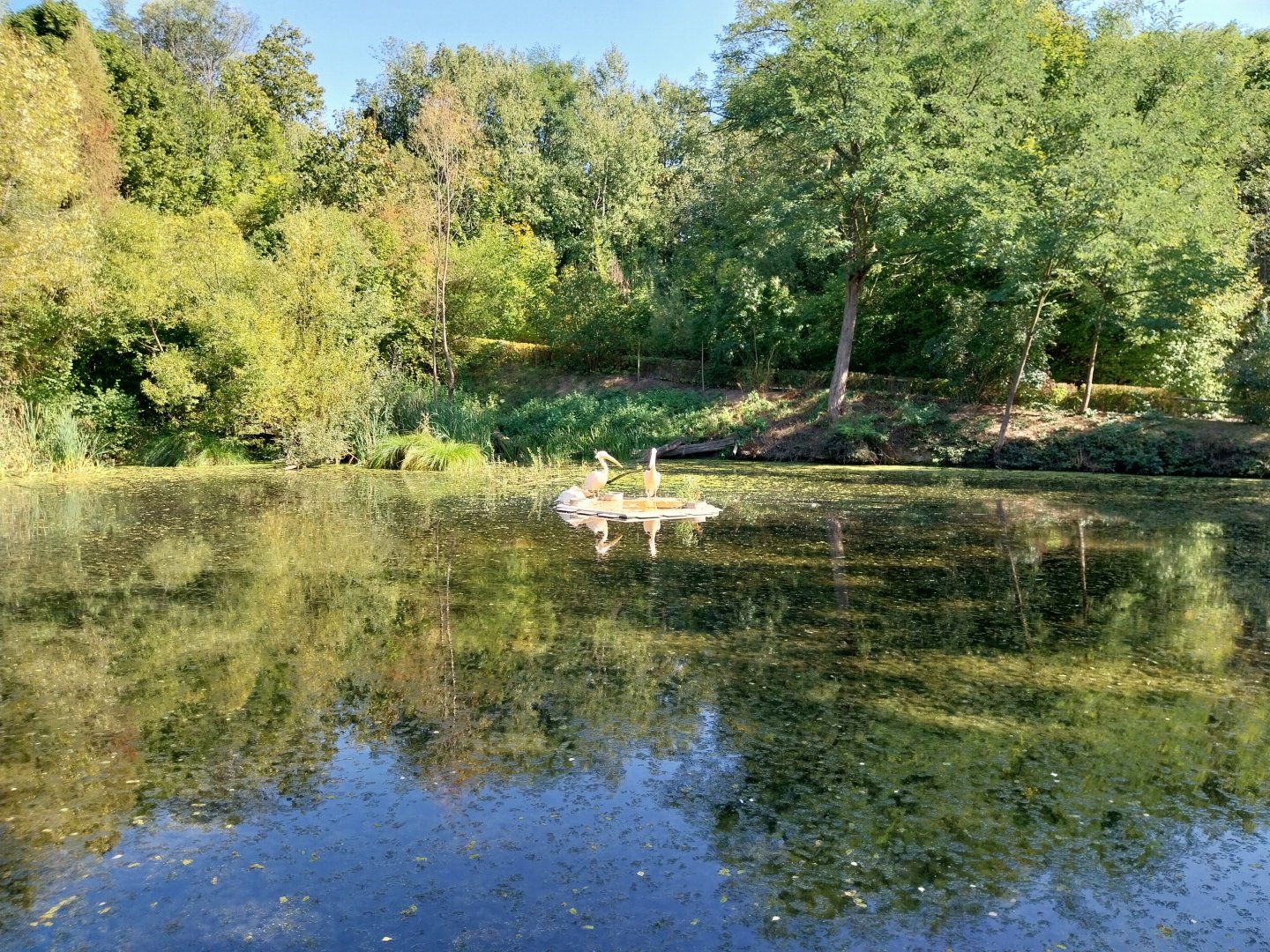 Great White Pelican (Pelecanus onocrotalus)