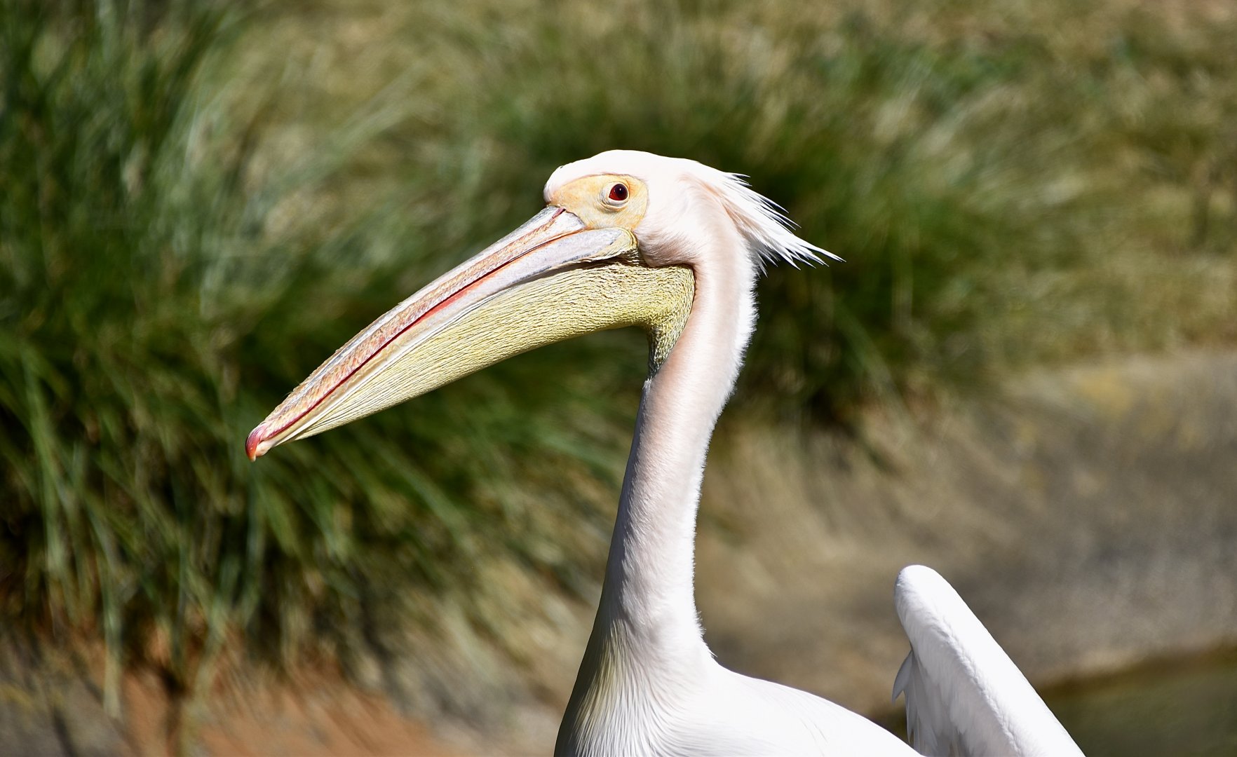 Great White Pelican (Pelecanus onocrotalus)