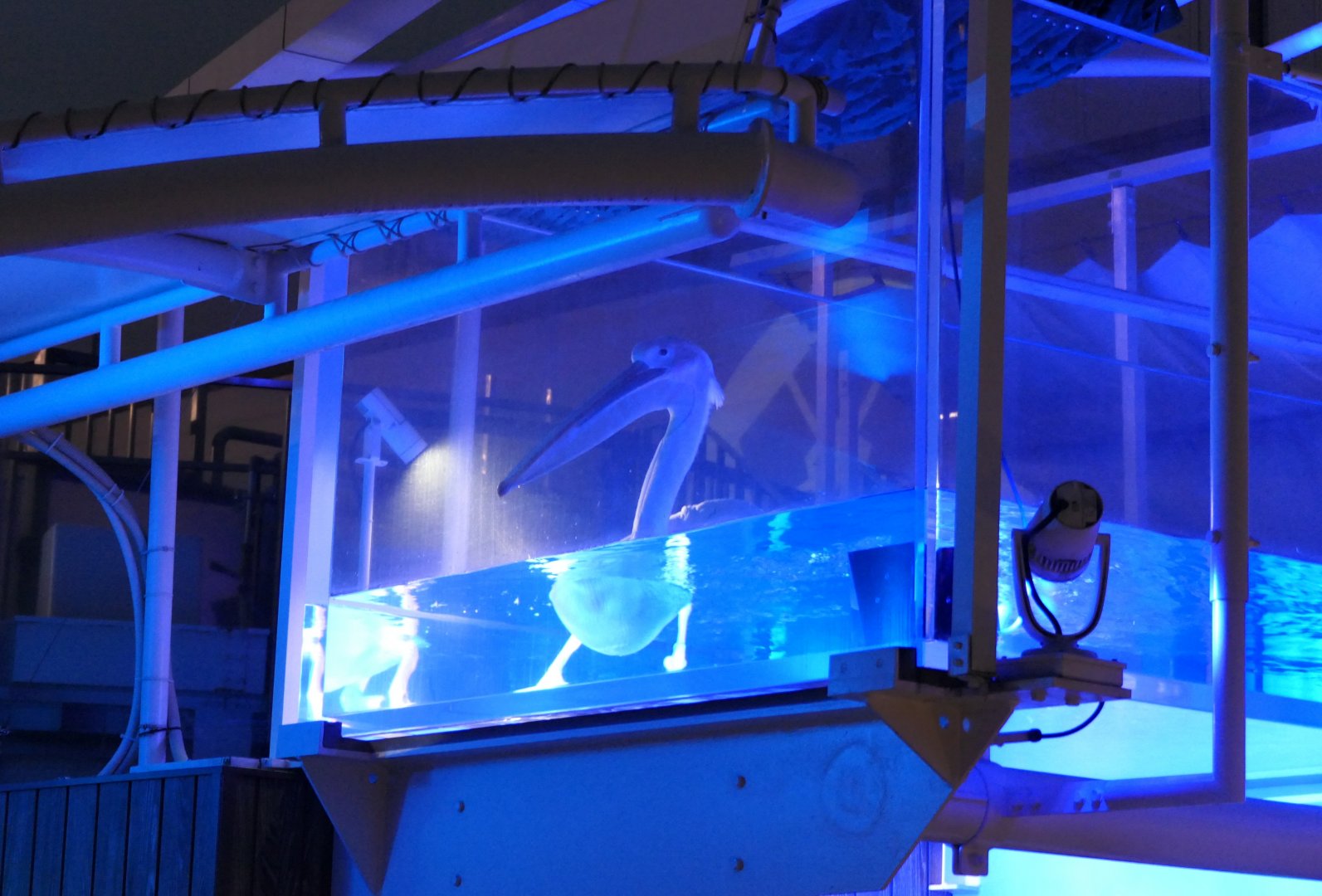 Great White Pelican (Pelecanus onocrotalus)