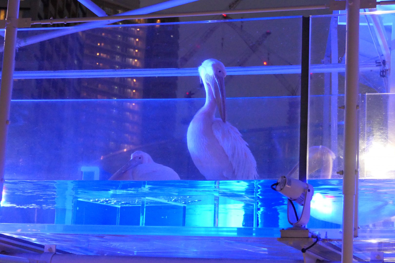 Great White Pelican (Pelecanus onocrotalus)