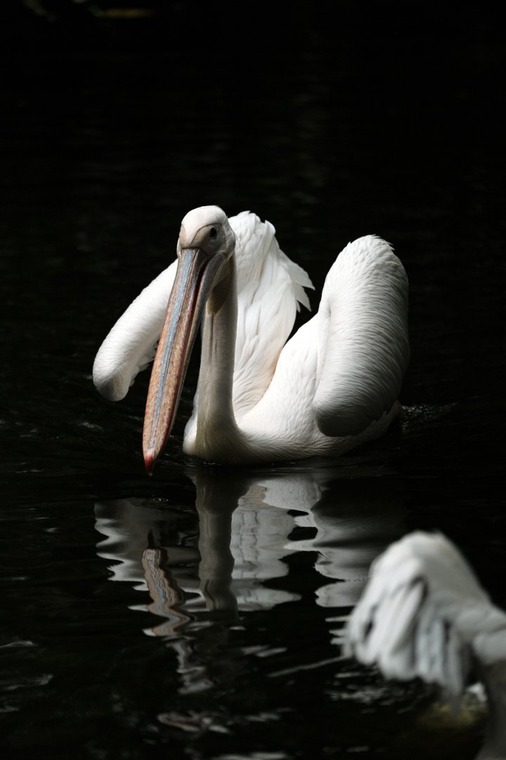 Great White Pelican (Pelecanus onocrotalus)