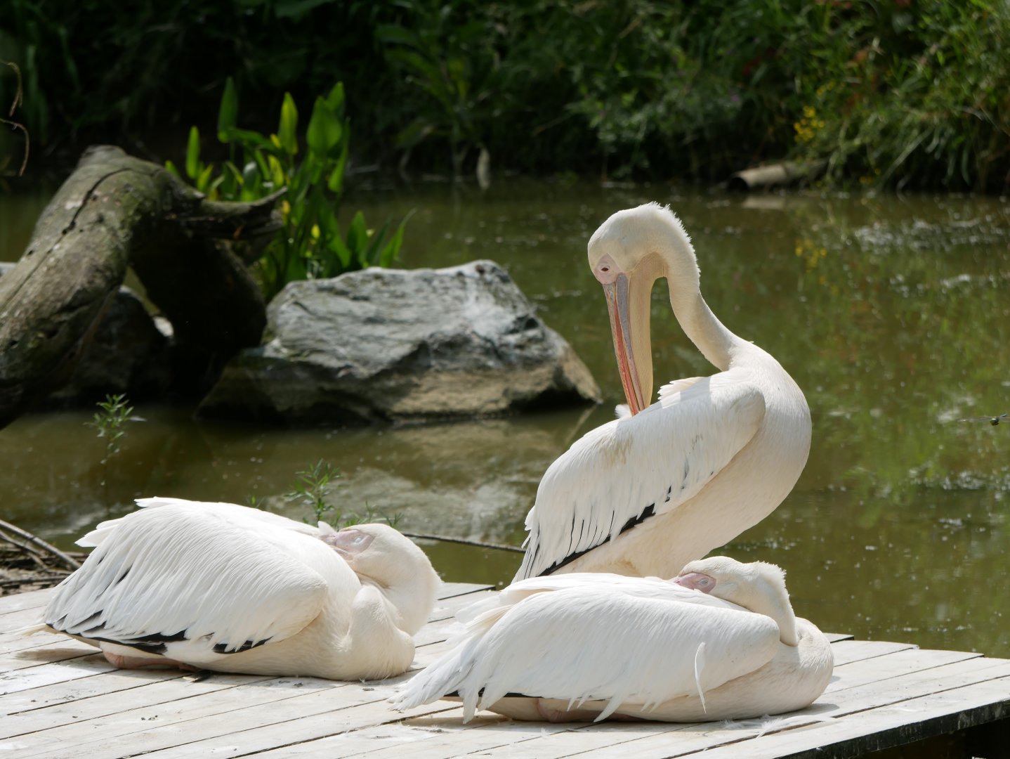 Great white pelican (Pelecanus onocrotalus)