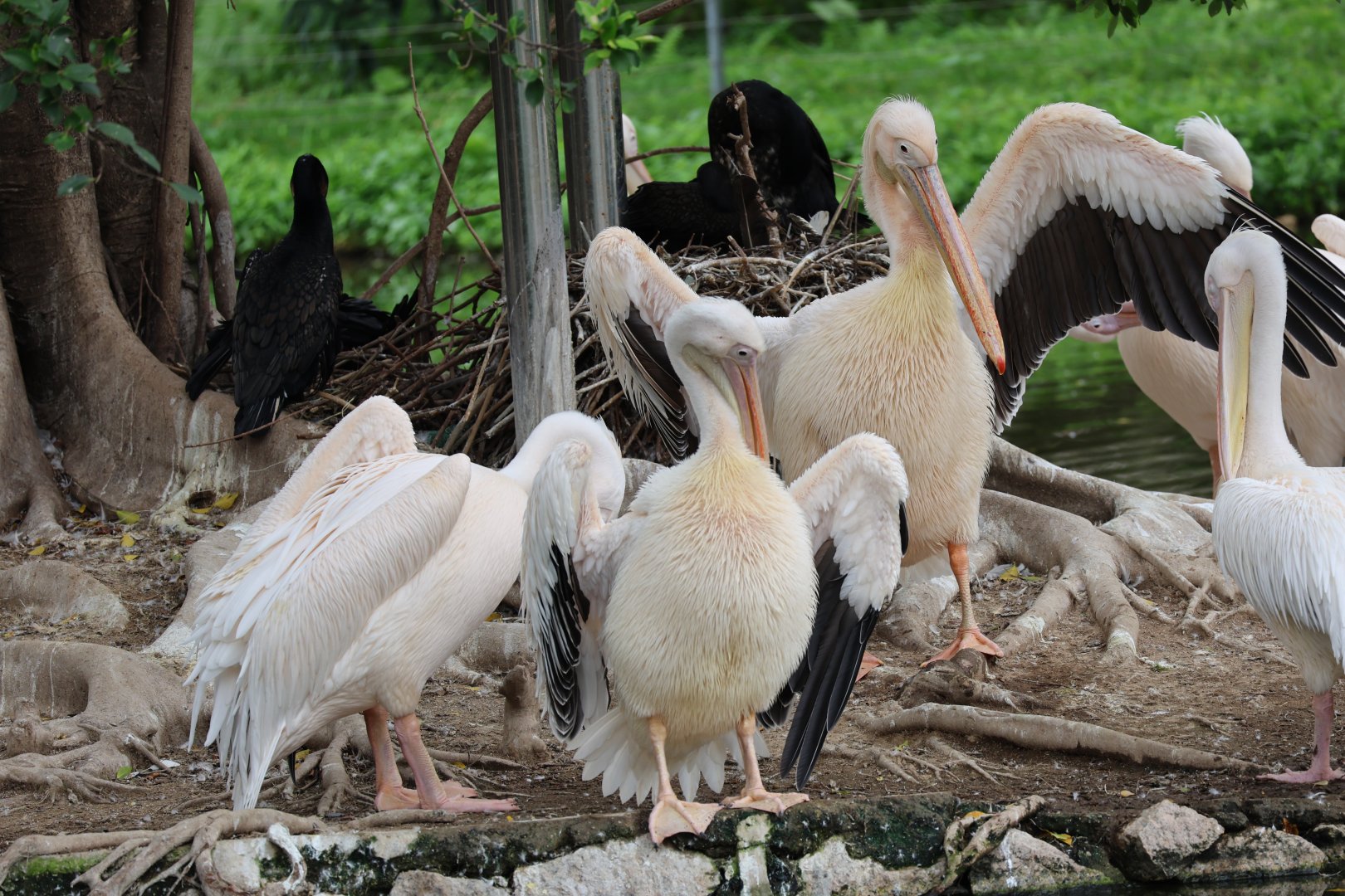 Great white pelican (Pelecanus onocrotalus)