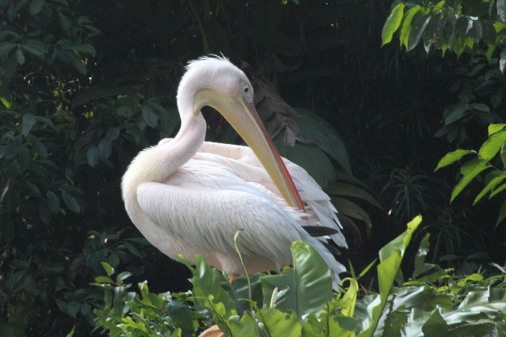 Great white pelican (Pelecanus onocrotalus)