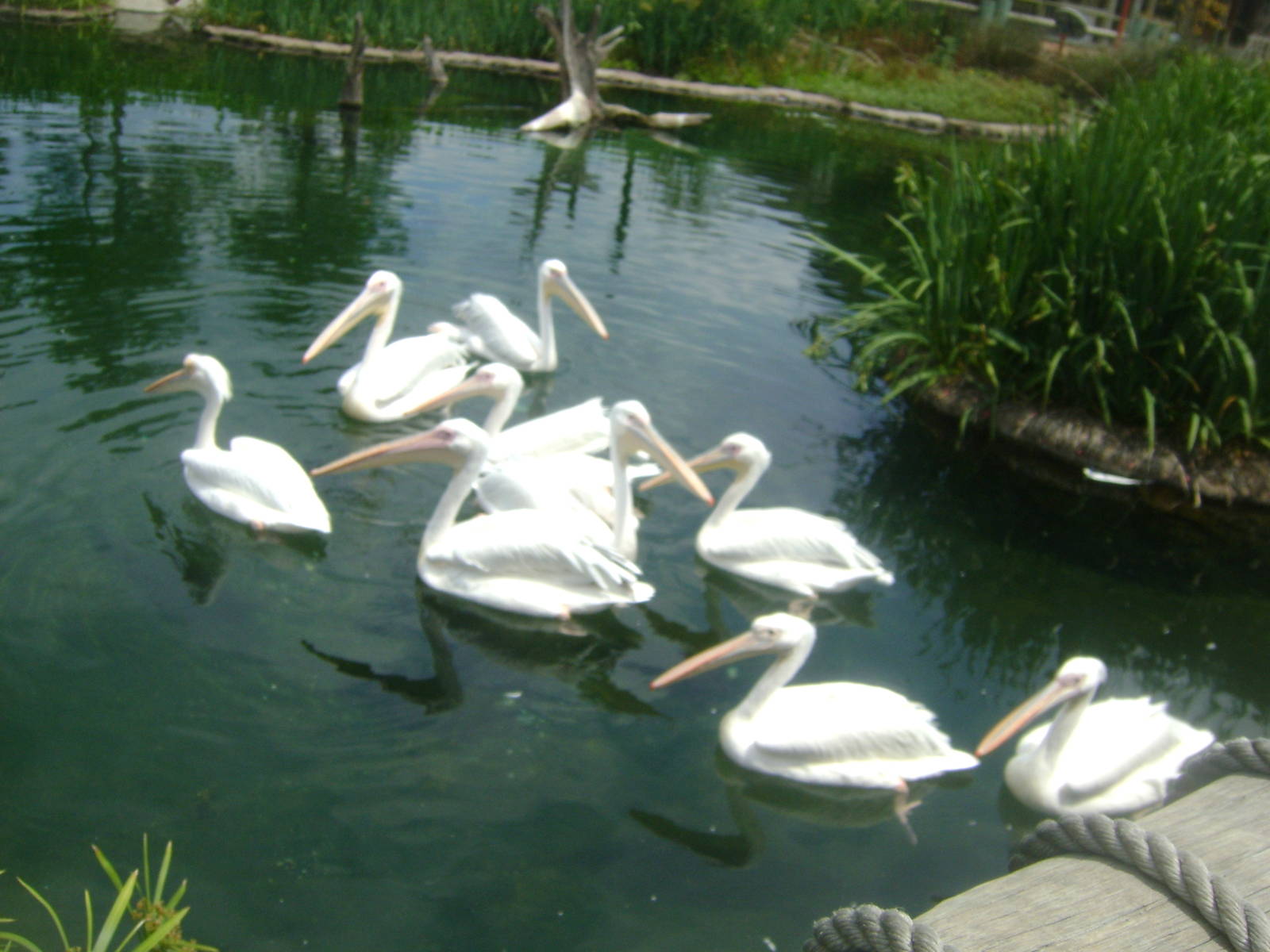 Great White Pelican (Pelecanus ornocrotalus) - Temaiken