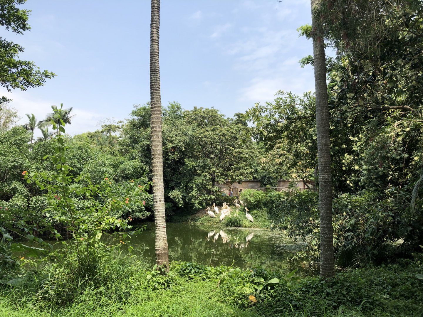 Great White Pelican Pond