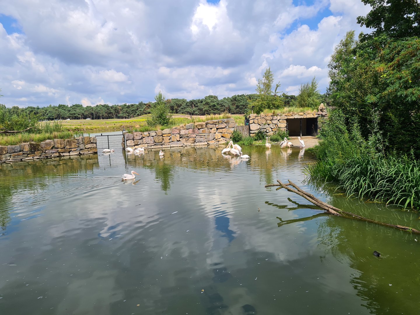 Great white pelican pond
