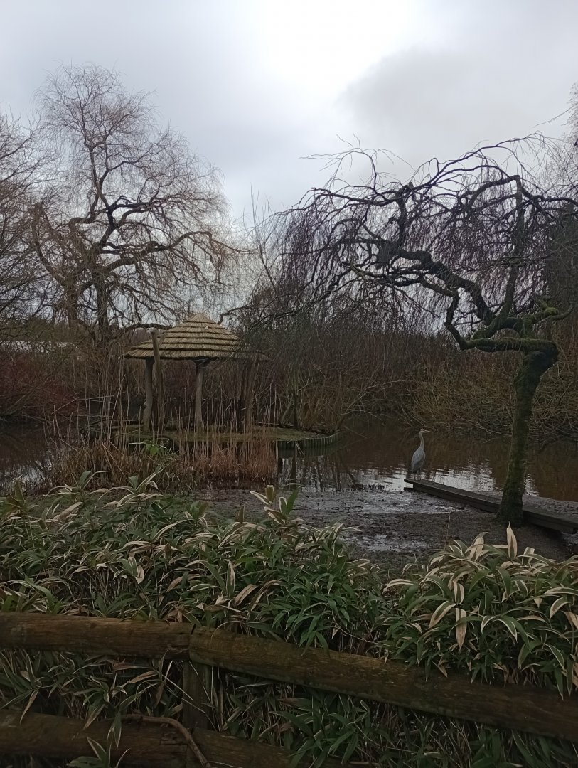 Great white pelican pond
