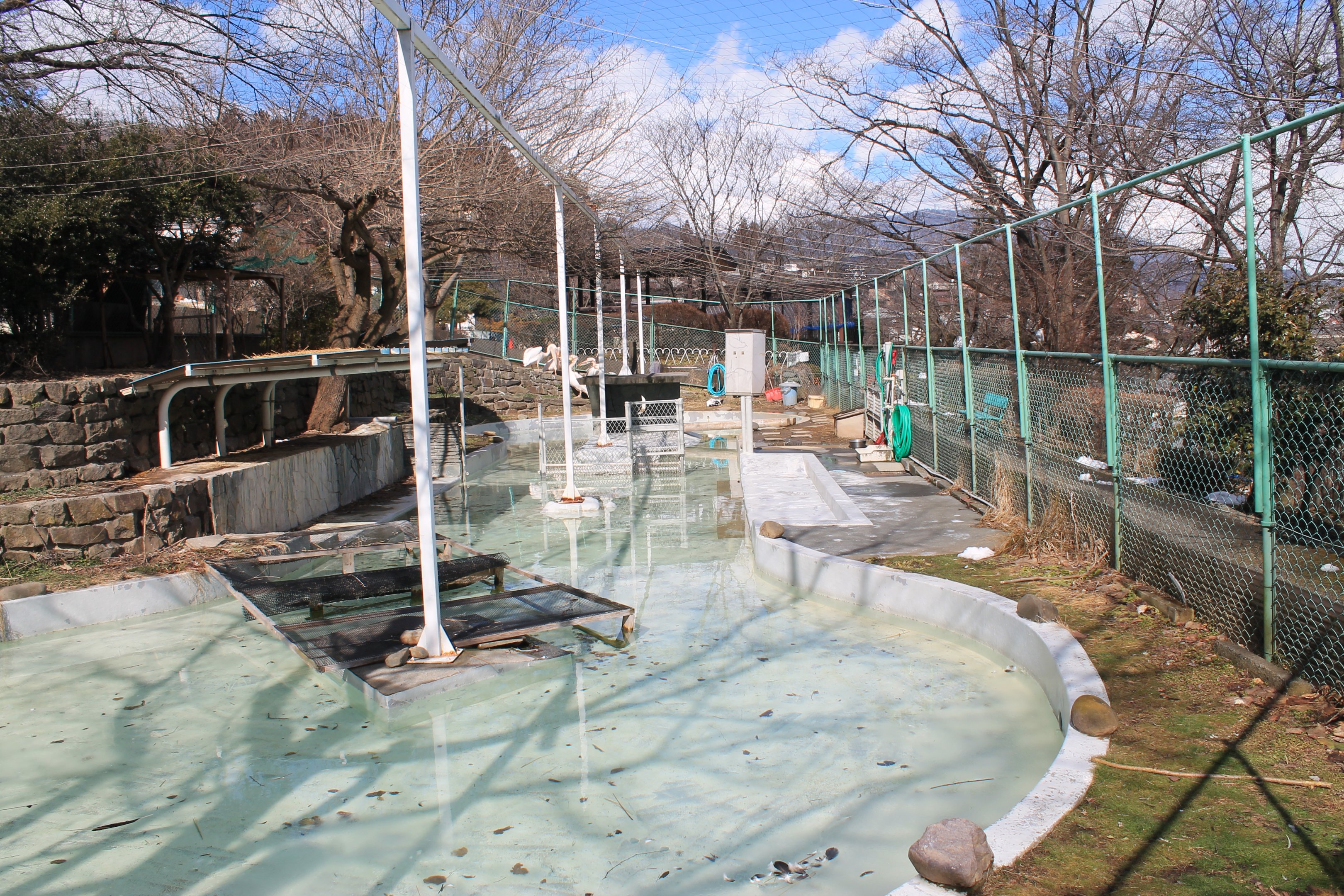 Great White Pelican pool, Joyama Zoo