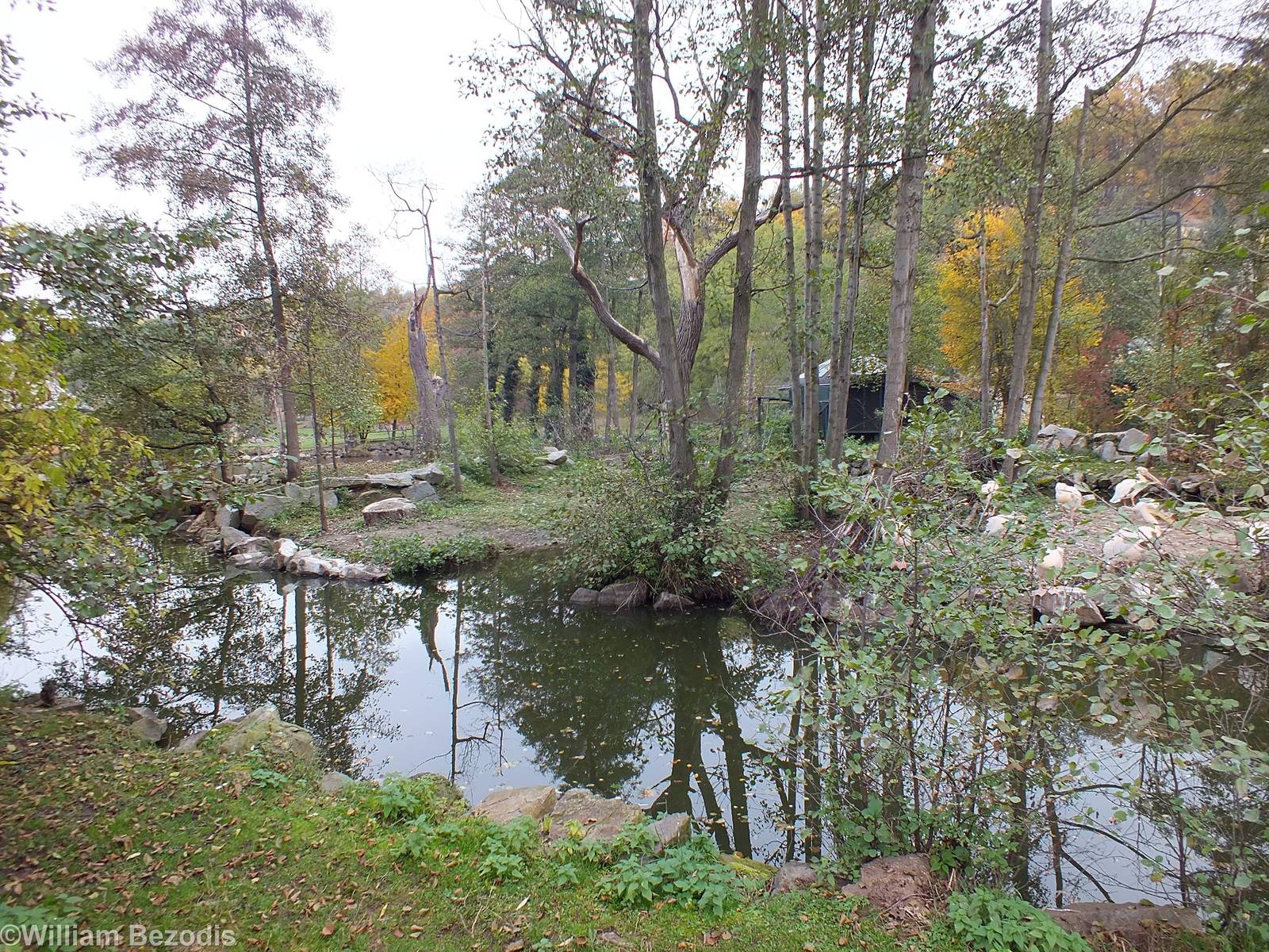 Great White Pelican, Pygmy Hippo and Black and White Colobus Exhibit