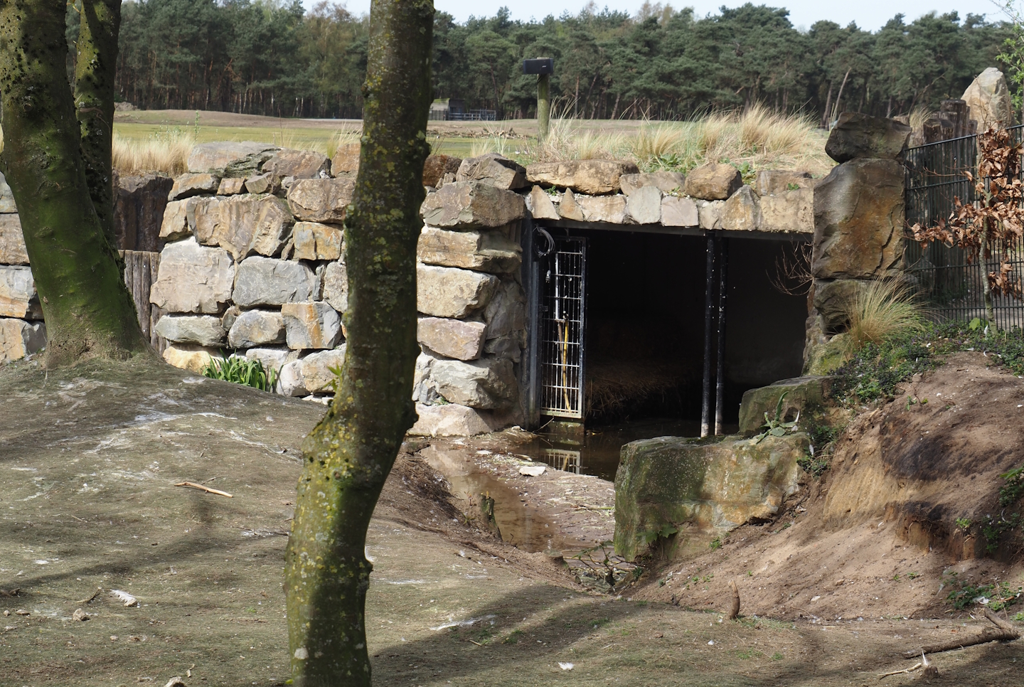Great white pelican shelter, 2024-04-06