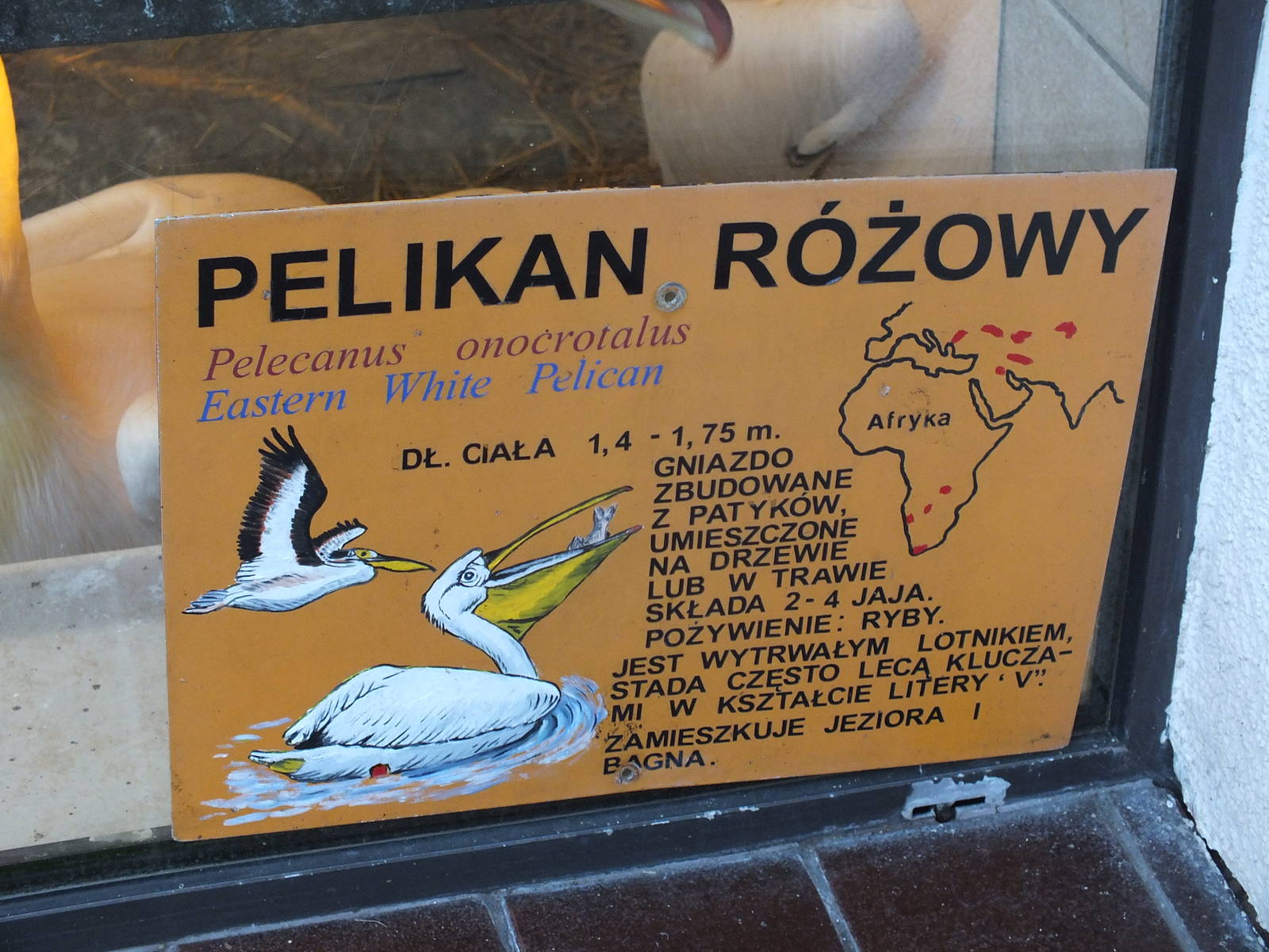 Great white pelican sign with weird distribution map?