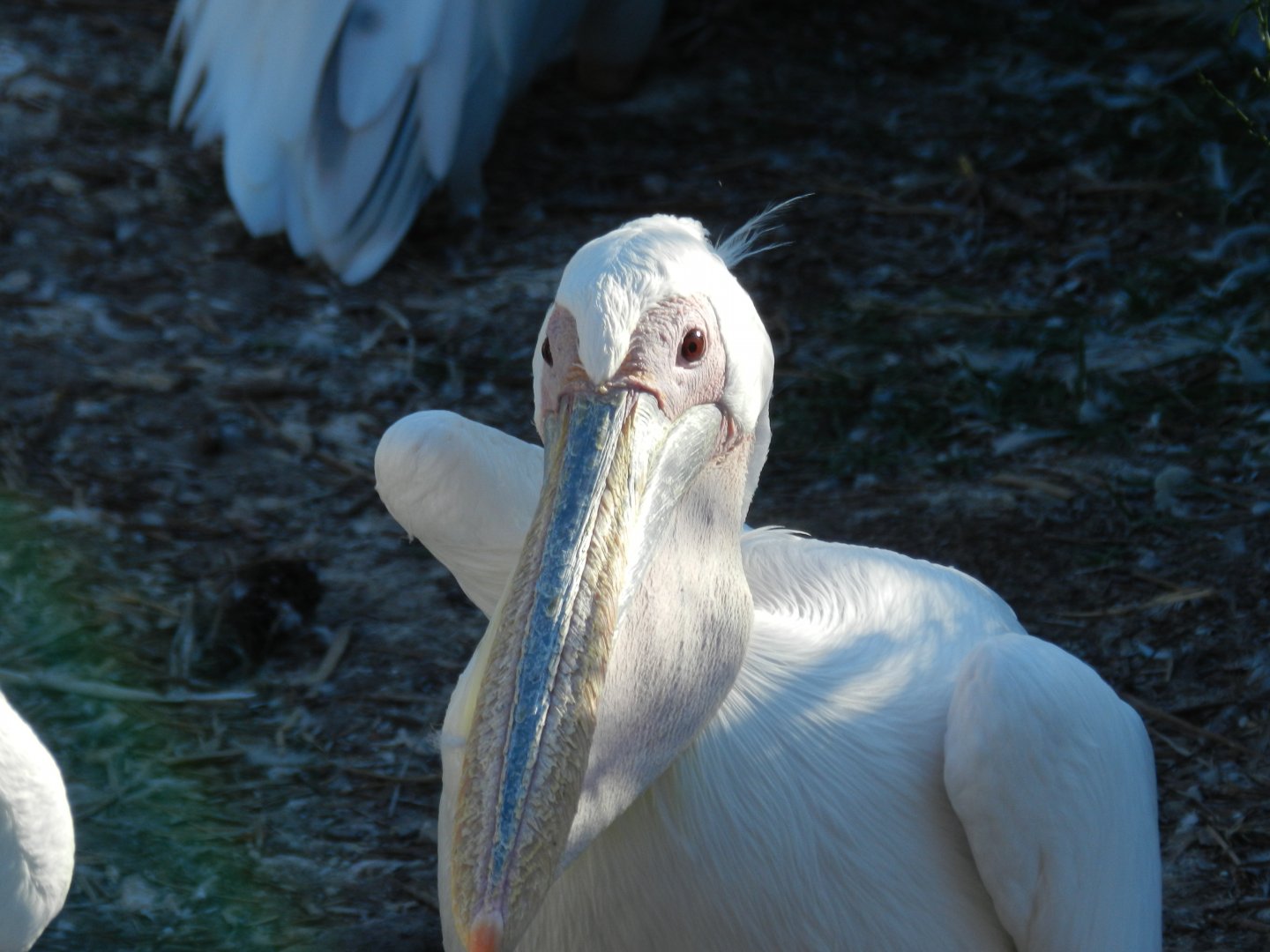 Great white pelican - Temaiken