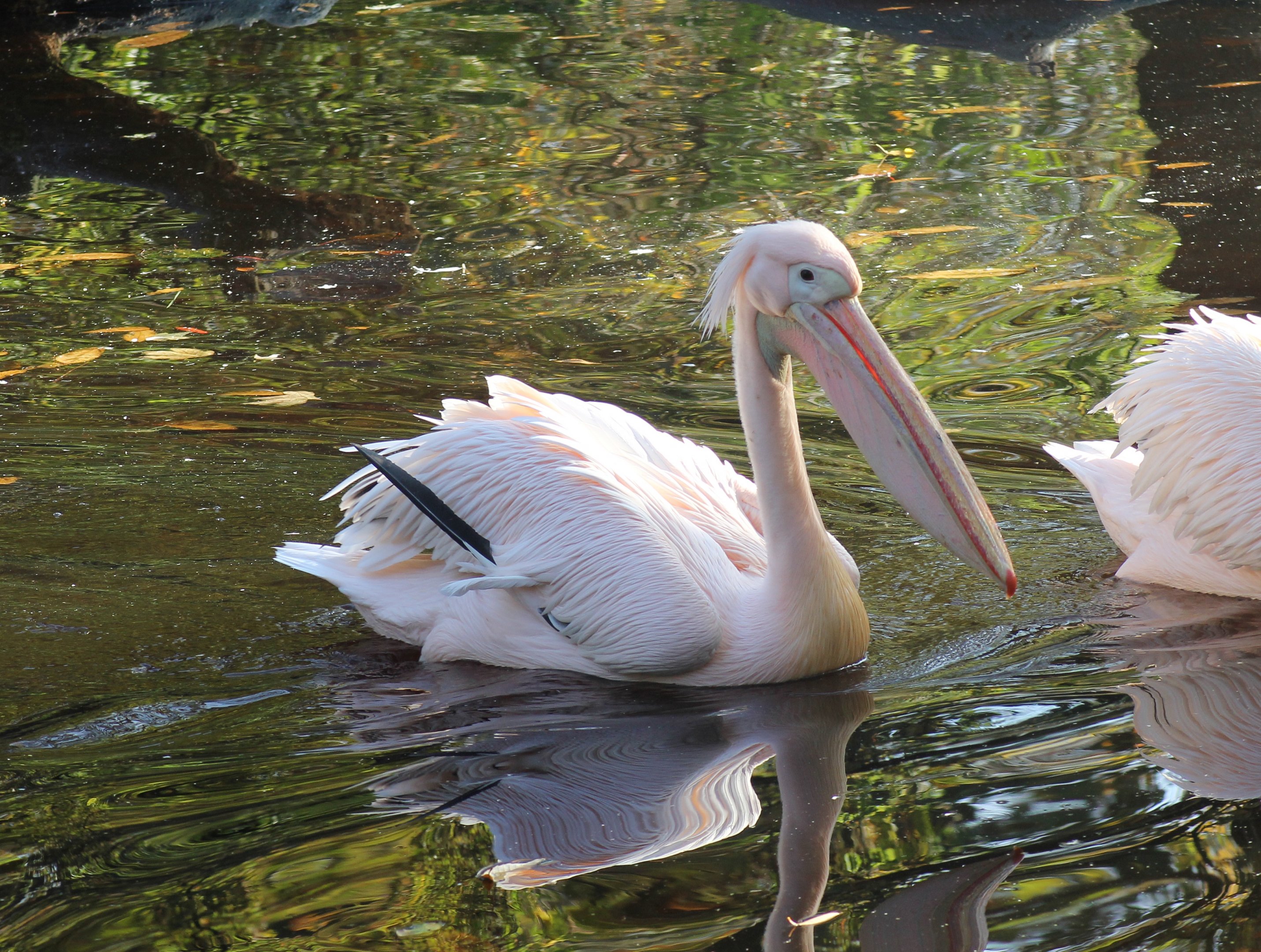 Great white pelican - Tierpark Hagenbeck