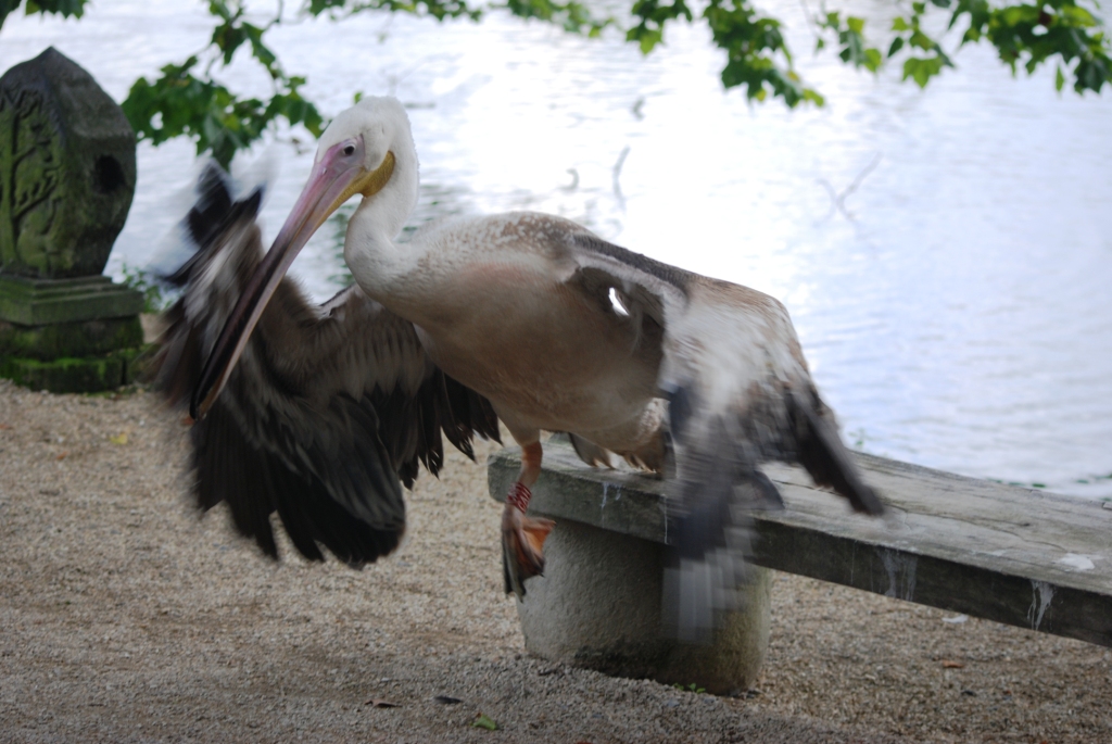 Great White Pelican Vacates a Bench at Pairi Daiza, 31/08/14