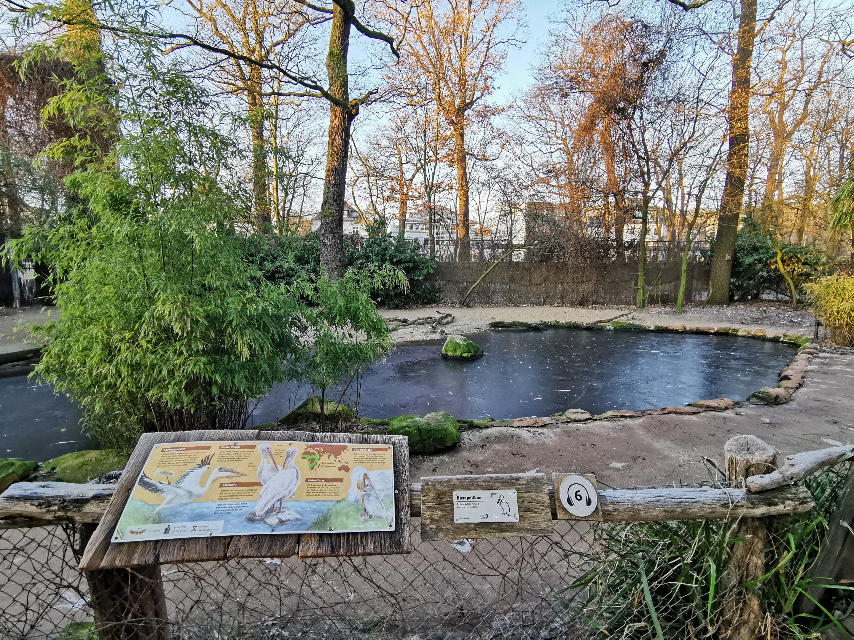 Great white pelican walk-through - "Afrika Sambesi"