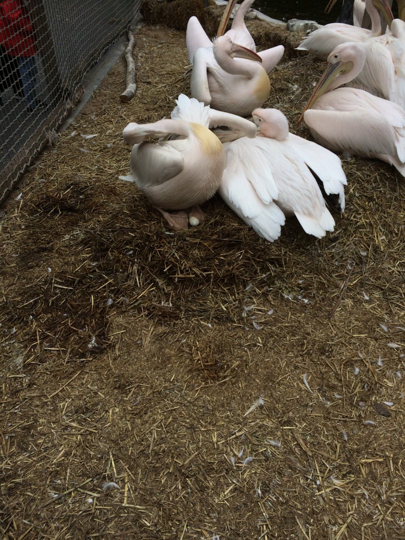 Great white pelican with egg - 	Pelecanus onocrotalus