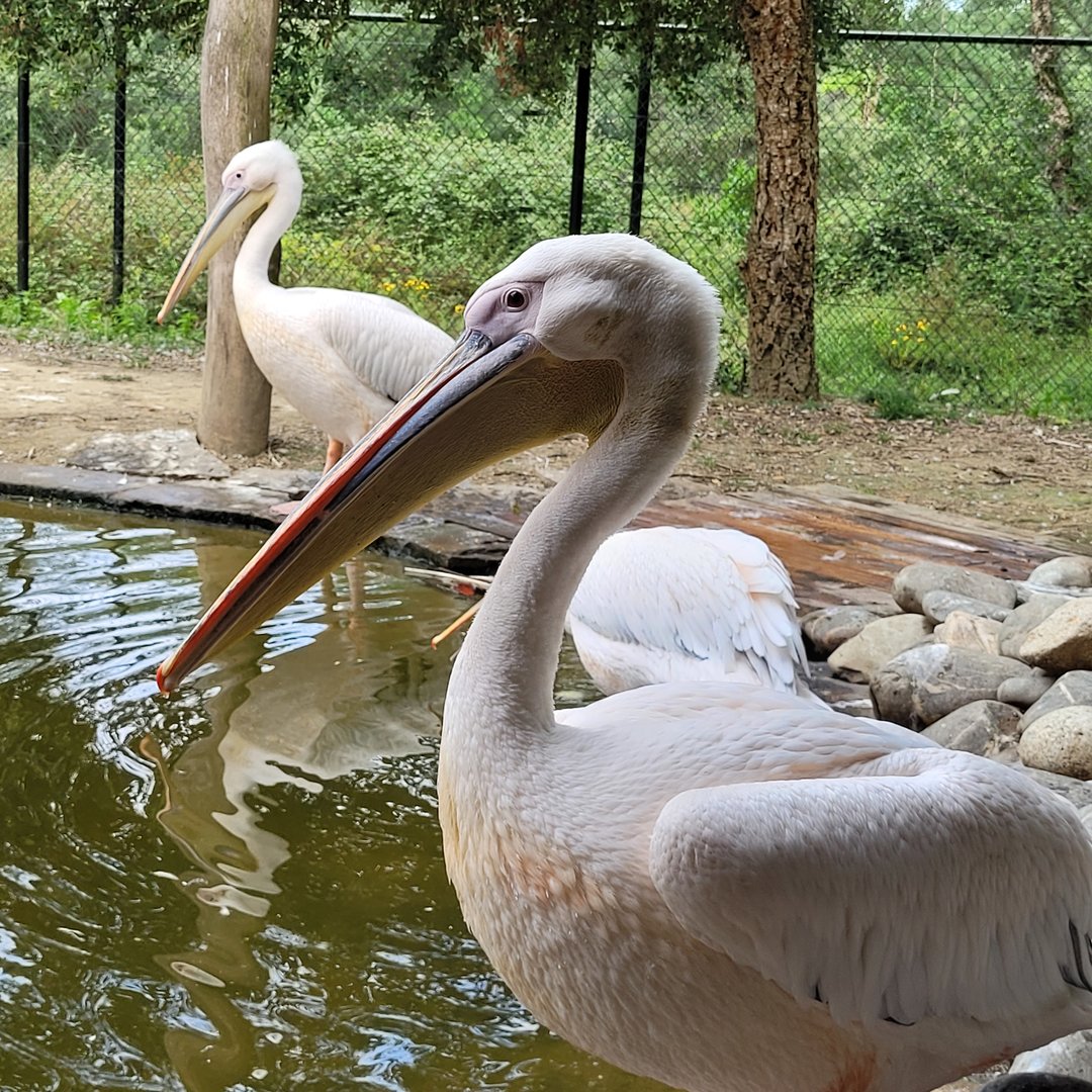 Great white pelican -Zoo de Labenne (2023)