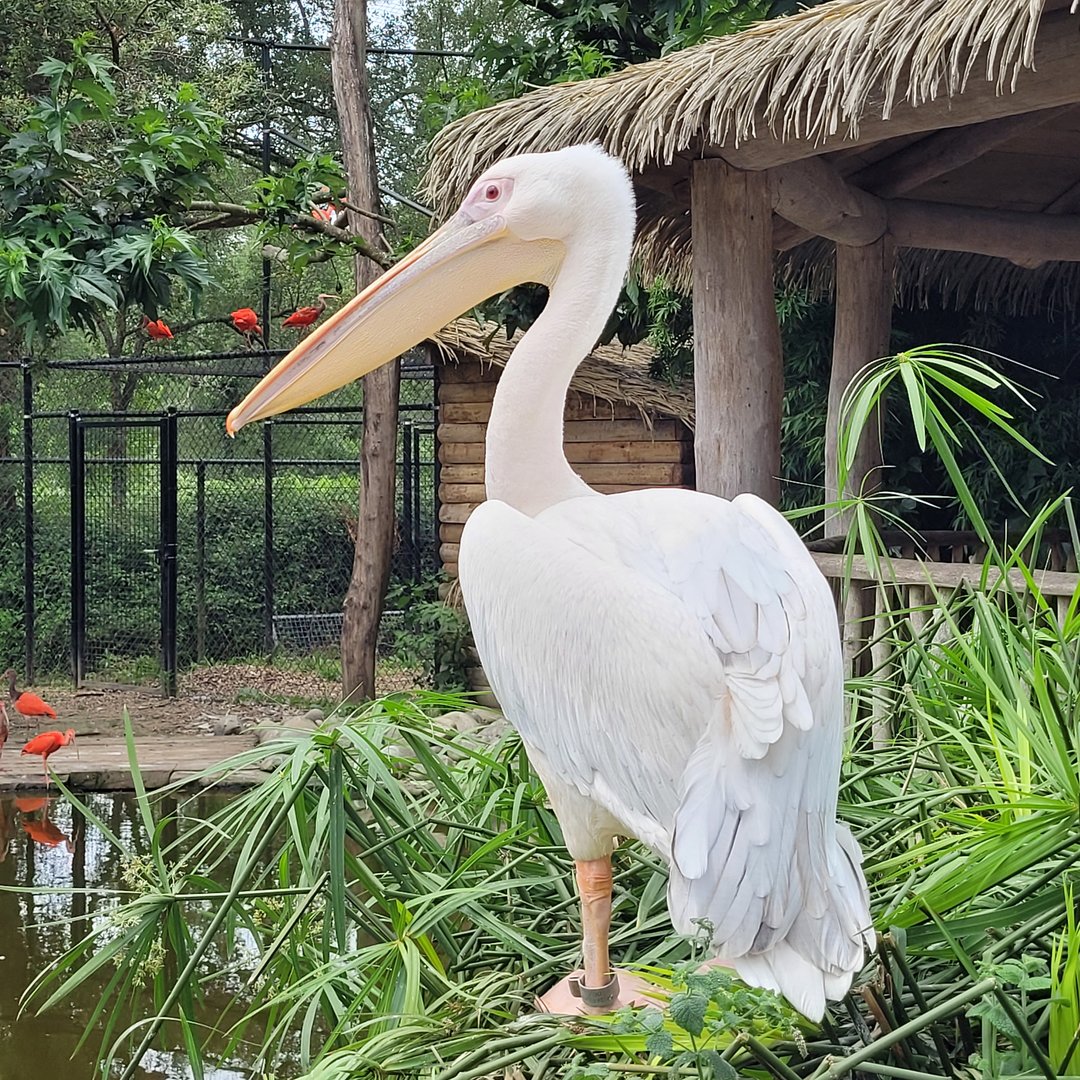 Great white pelican -Zoo de Labenne (2023)