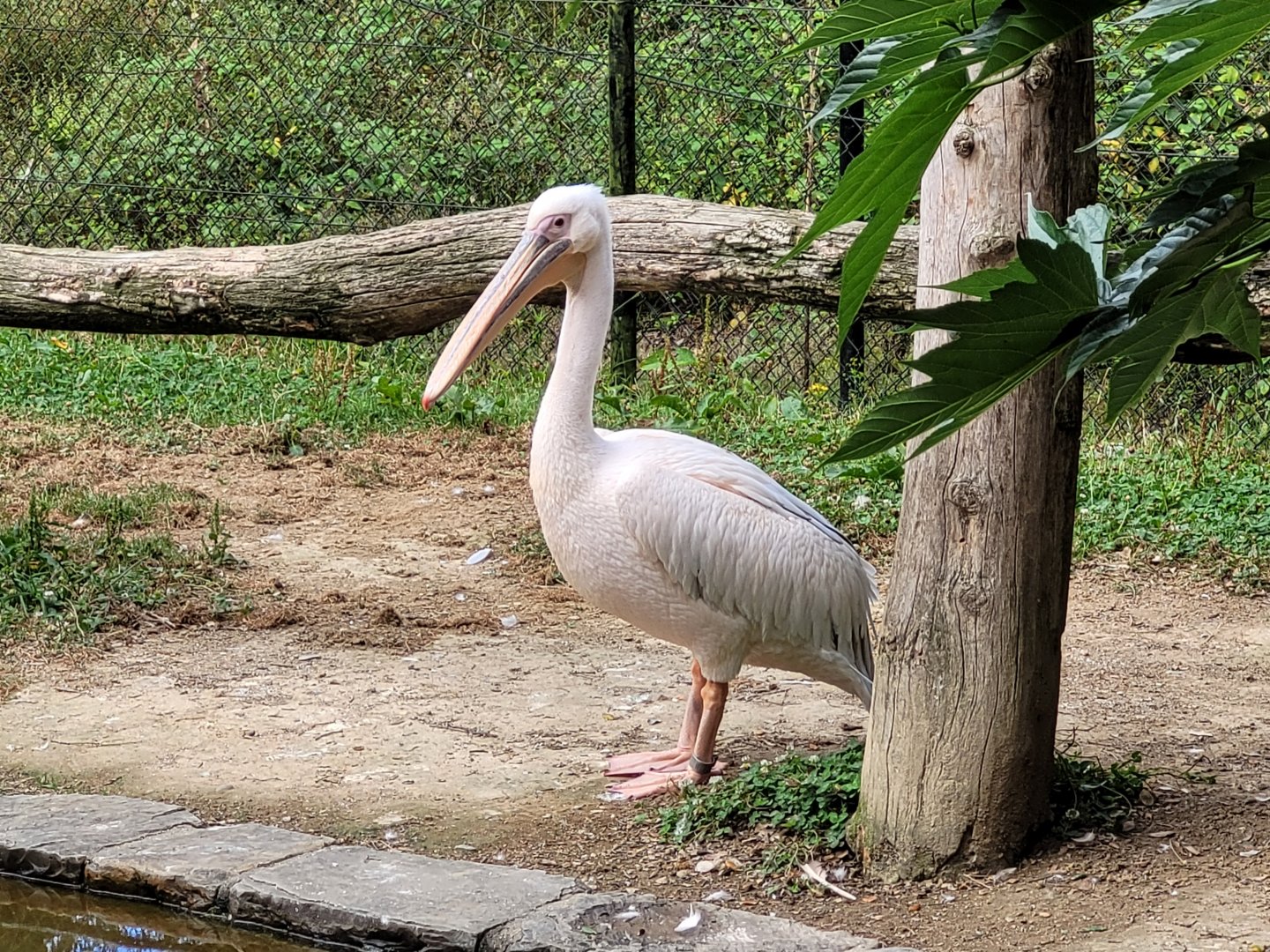 Great white pelican -Zoo de Labenne (2024)