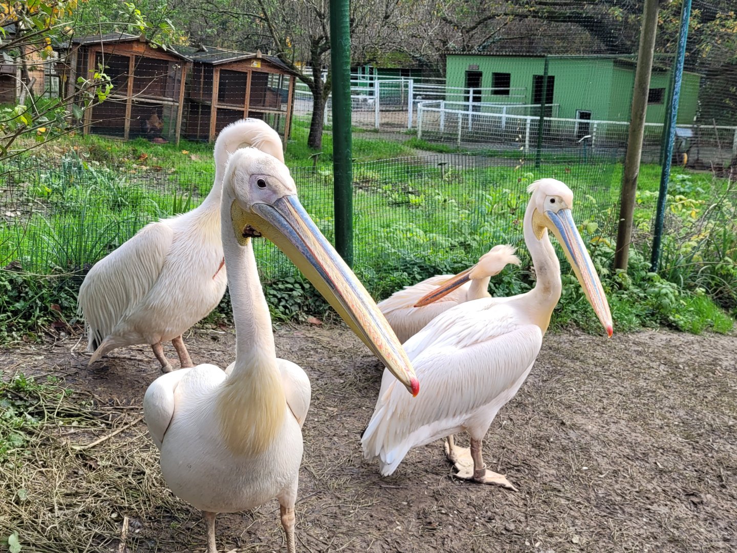 Great white pelican -Zoo de Santillana del Mar (2023)