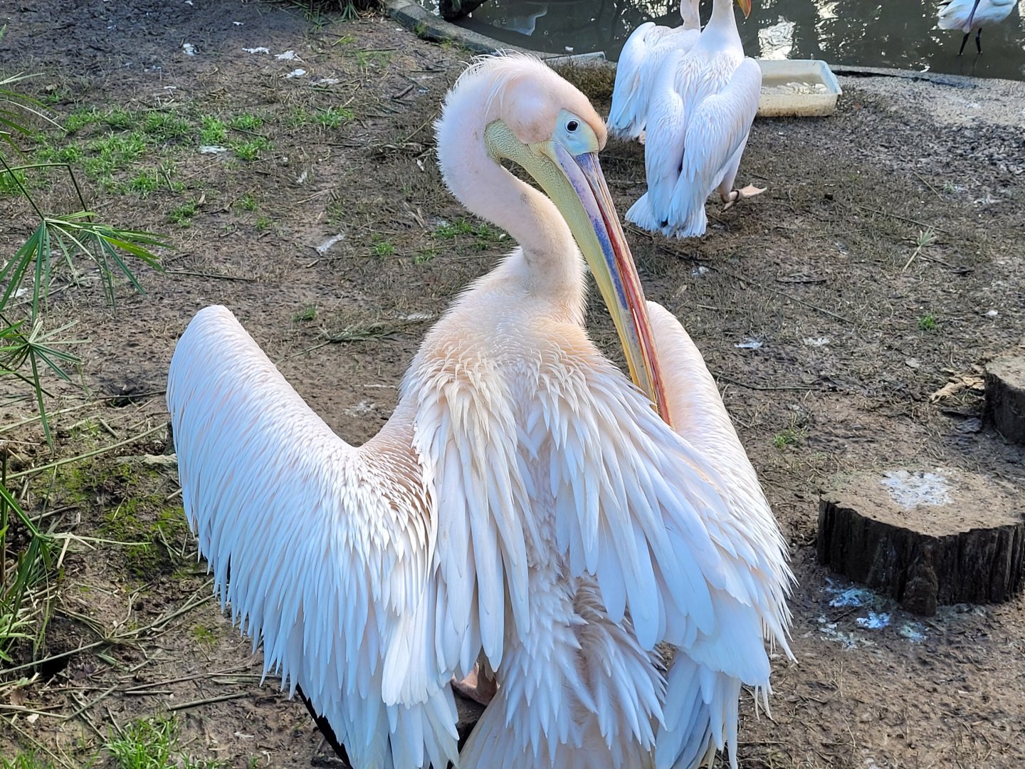 Great white pelican -Zoo de Santillana del Mar (2023)
