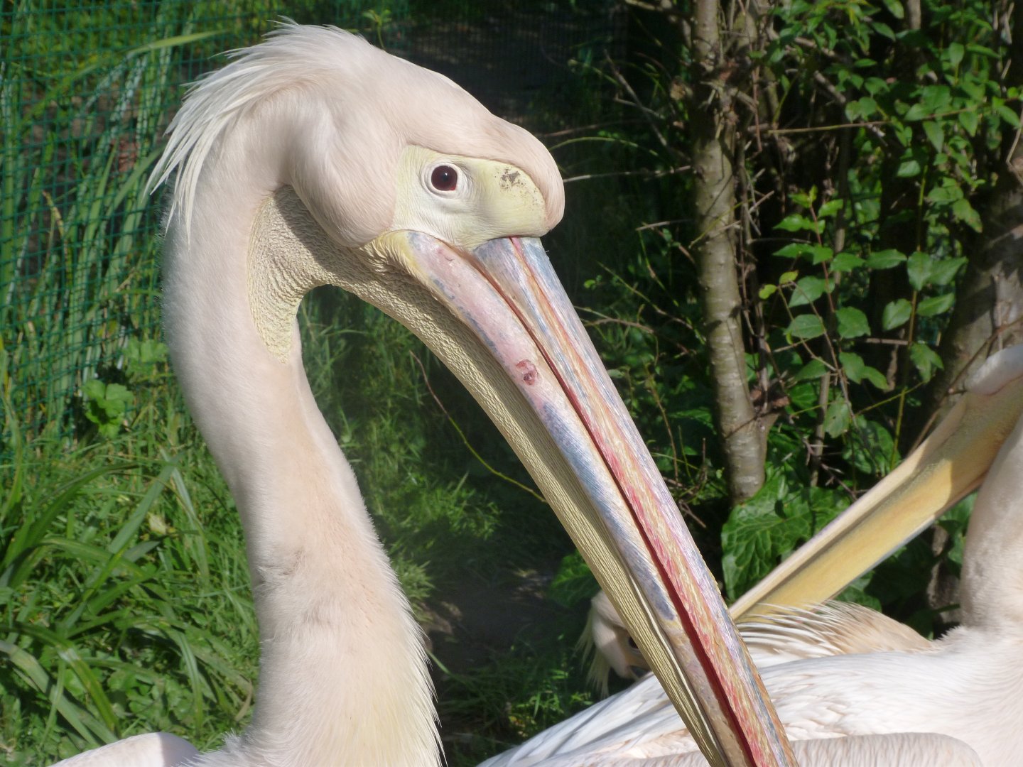 Great white pelican -Zoo de Santillana del Mar (2024)