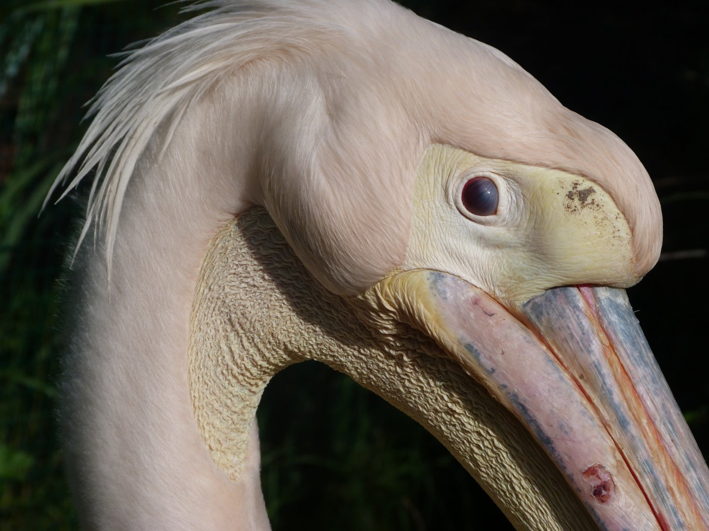 Great white pelican -Zoo de Santillana del Mar (2024)