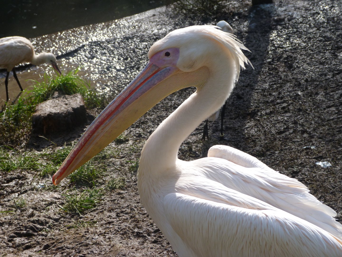 Great white pelican -Zoo de Santillana del Mar (2024)