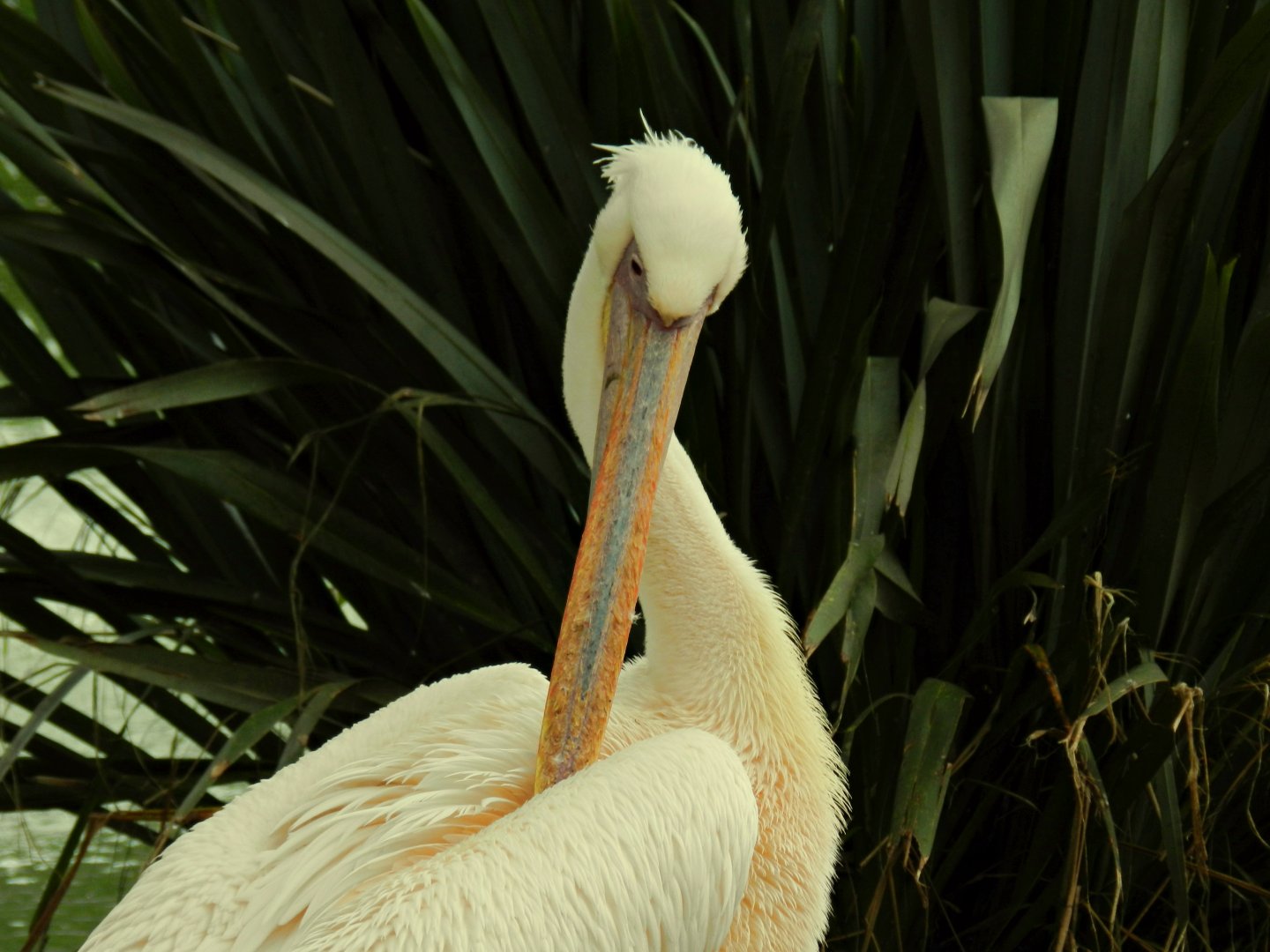 Great-white pelican - Zoo São Paulo