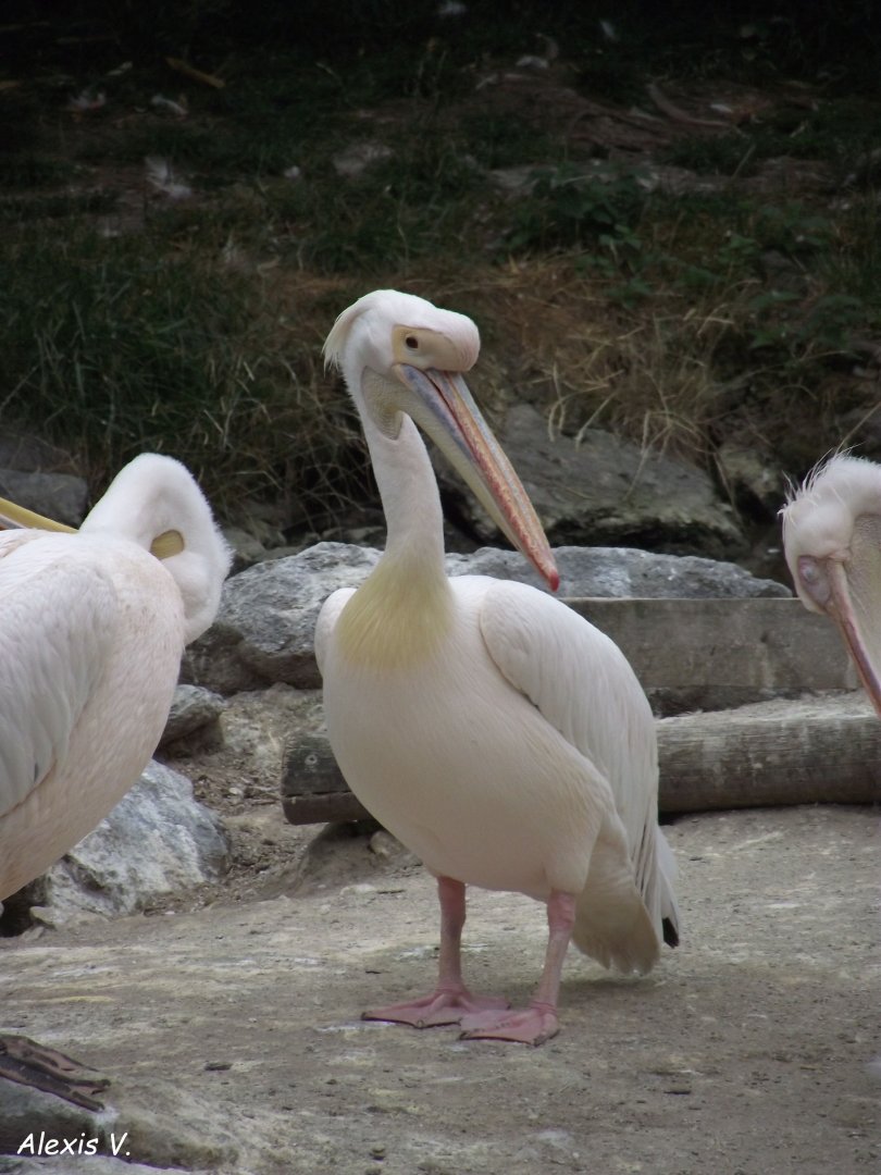 Great White Pelican - Zooparc de Beauval - 07/2020
