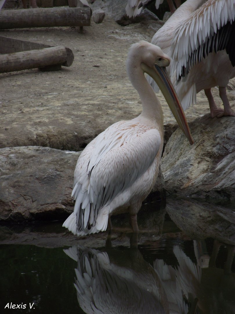 Great White Pelican - Zooparc de Beauval - 07/2020