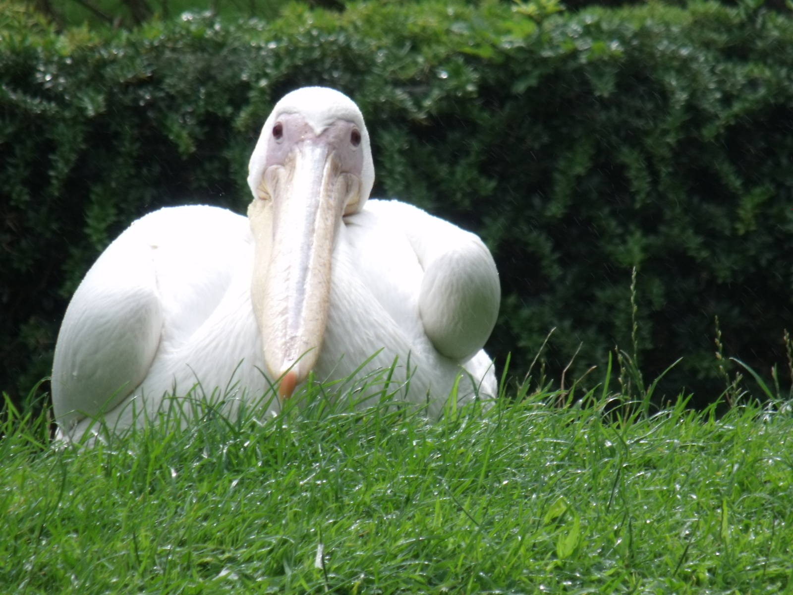 Great White Pelican