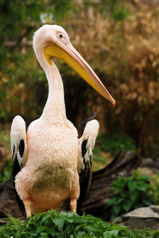 Great white pelican