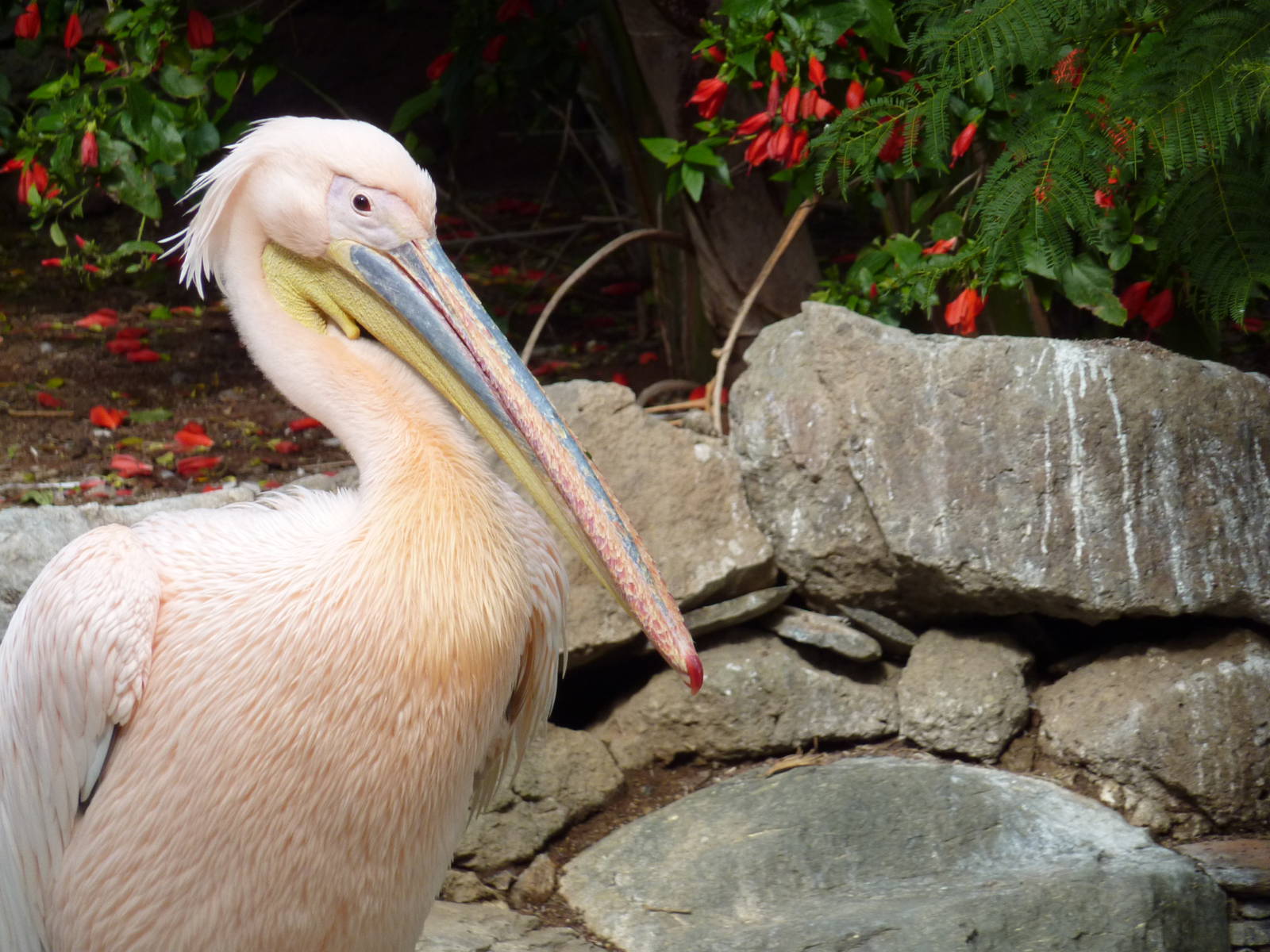 Great white pelican