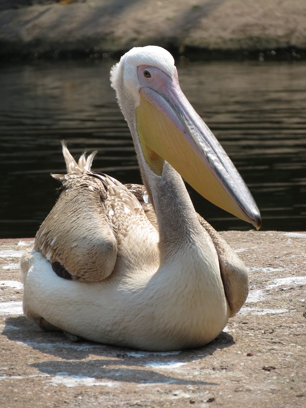 Great White Pelican